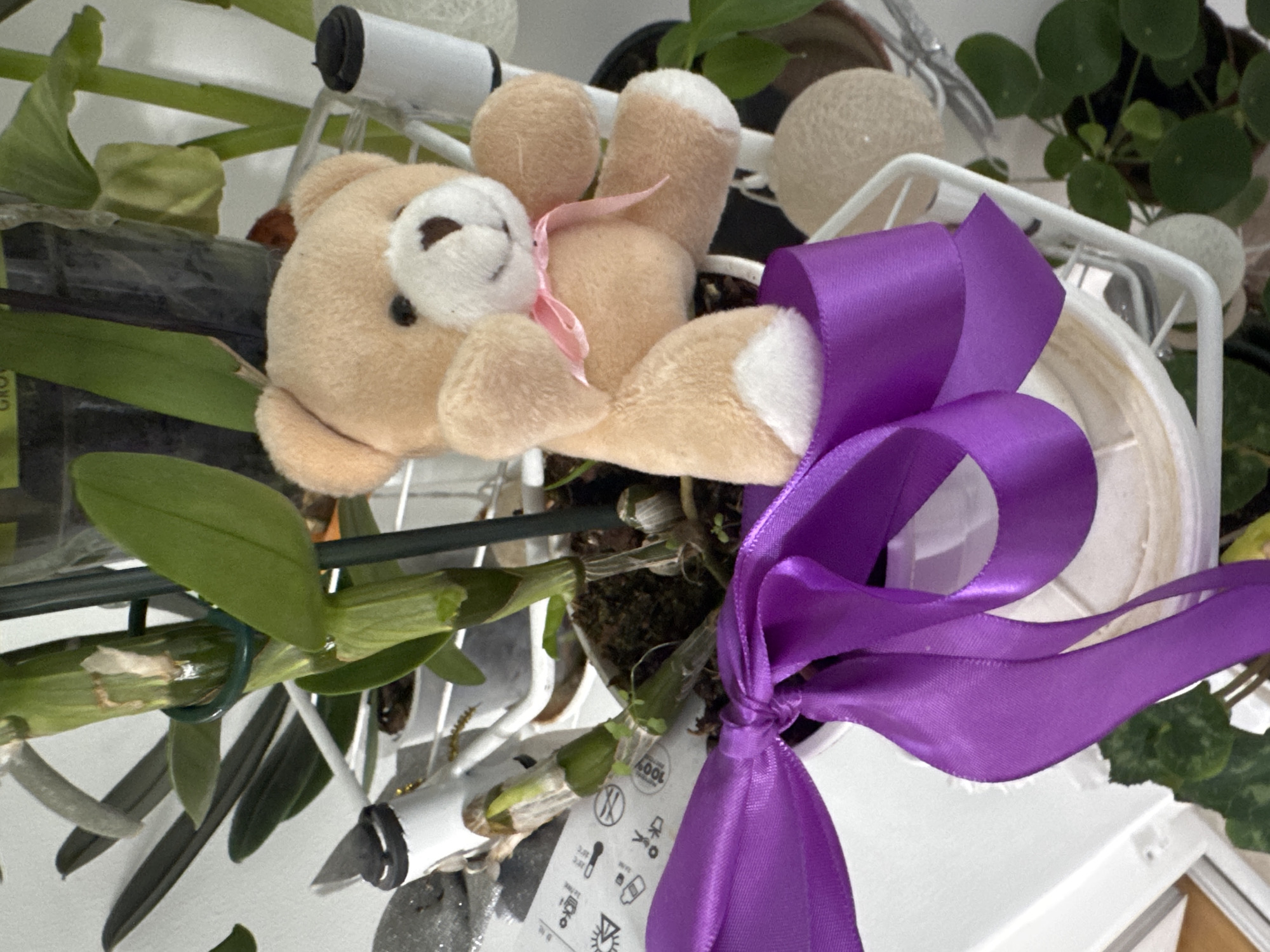 A close-up shot shows a cluttered scene with a teddy bear resting amidst plants and other objects. The bear is light brown with white paws and a white face, adorned with a pink ribbon. A large purple ribbon is prominently featured, tied around a plant pot. The surroundings include various plants with green leaves, a white metallic structure, and other indistinct objects that appear to be household items. The setting is not definitively identifiable as Plovdiv, Bulgaria without additional context or visual cues specific to that location. The scene appears to be indoors.