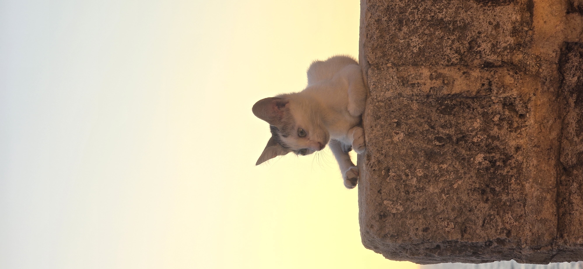 A young, white and grey-patched kitten lies on top of a textured, rough-hewn stone wall. The kitten is facing to the left of the frame, with its body curled up and its paws tucked beneath it. Its eyes are open and directed forward, and its ears are perked up. The background is a soft, gradient of pale yellow to white, suggesting either dawn or dusk. To the far left, a sliver of the sea is visible. The stone wall appears to be part of an ancient structure. The scene is set in Tel-Aviv, Israel, likely near the coast.