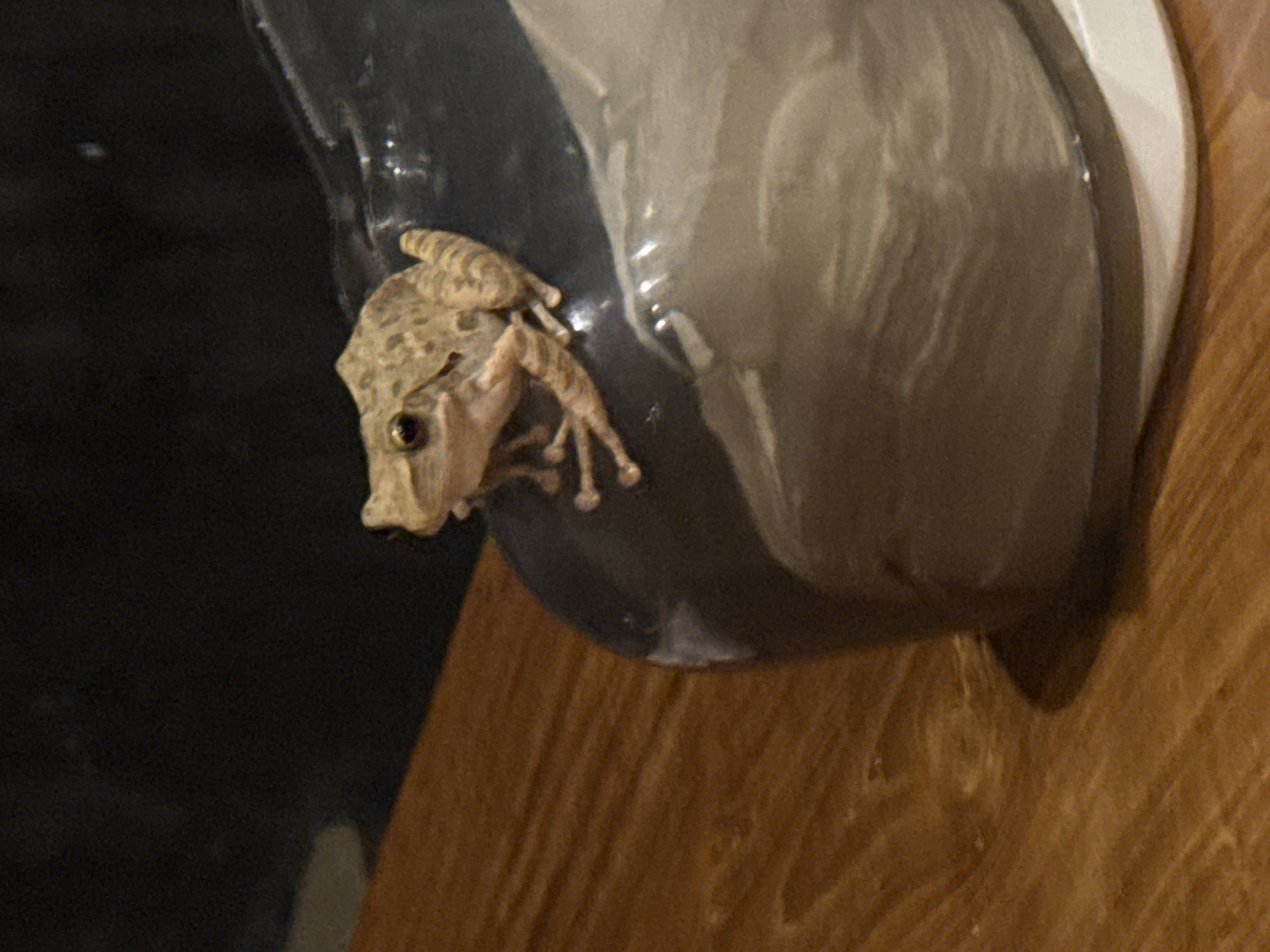 A small, light brown frog is perched on the edge of a dark, reflective object, possibly a ceramic bowl or container. The frog is facing left, with its head tilted slightly downwards. Its body is patterned with darker brown stripes and spots, and its eyes are dark and prominent. The frog's limbs are visible, with its front legs resting on the edge and its hind legs tucked beneath it.
The background is a mix of dark, out-of-focus areas and a lighter, textured surface that appears to be wood grain. The reflective surface on which the frog sits has subtle highlights, suggesting it might be wet or polished. The overall lighting is dim, creating a moody atmosphere. The scene appears to be indoors or in a sheltered outdoor area. The composition focuses tightly on the frog and its immediate surroundings. There is no visible text in the image.