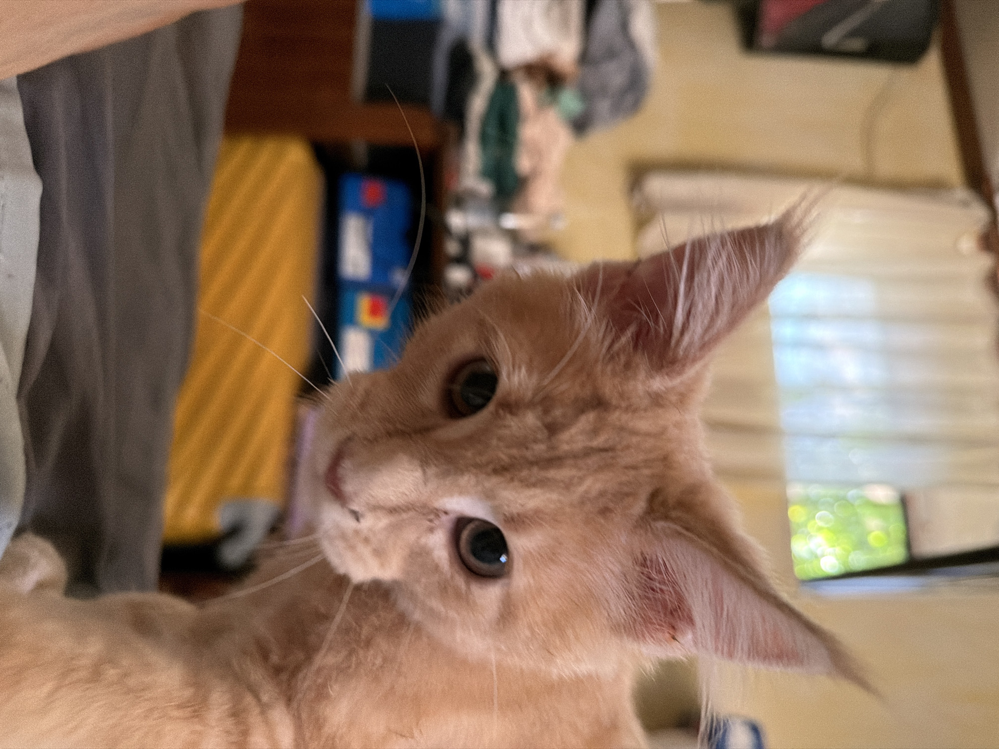 The image shows a close-up, slightly blurred, portrait of a ginger kitten looking directly at the camera. The kitten's fur is a light orange color, and its large, round eyes are a dark brown. Its ears are pointed and set high on its head. The background is out of focus, but appears to be an indoor setting with soft lighting. The kitten is positioned in the foreground, taking up most of the frame. The background includes what looks like a window with sunlight streaming through, illuminating green foliage outside. There is also some furniture and what appears to be folded laundry or blankets visible in the mid-ground. The overall impression is one of a domestic setting, possibly a home. There is no information in the image to suggest it is located in Sofia, Bulgaria.