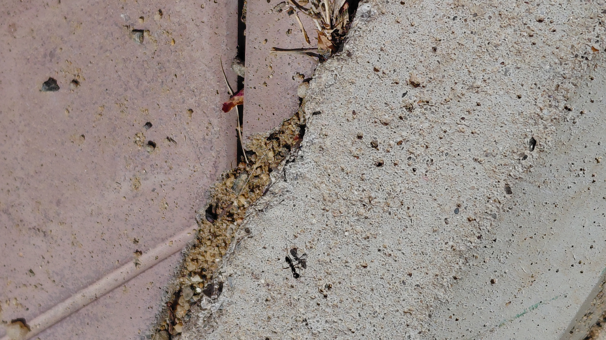 The image depicts a close-up view of a concrete and paver stone surface, likely a sidewalk or pathway in Aktobe, Kazakhstan. Two ants are the primary subjects, captured in sharp focus on the textured grey concrete. One ant is positioned to the left, with its body clearly defined, and appears to be interacting with or possibly carrying something small. A second ant is situated slightly below and to the right of the first. The boundary between the concrete and a lighter pinkish-brown paver stone is visible, with a narrow strip of loose gravel and small stones separating the two materials. A few dry leaves and twigs are present near the edge of the paver stone. The lighting suggests a bright, outdoor environment, casting subtle shadows. There are no people or buildings visible in the frame.