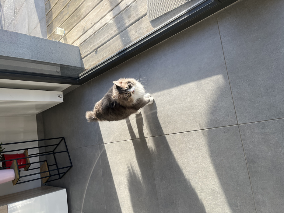 This image depicts an indoor domestic setting in Chambœuf, France, illuminated by natural sunlight. A medium-long-haired cat stands centrally on a light grey tiled floor with visible grout lines. The cat exhibits a fur pattern of grey-brown tabby markings with significant white fur on its chest, belly, face, and paws. Its tail is raised and fluffy, and its eyes are partially closed. Strong sunlight enters from the right, casting long, distinct shadows across the tiled surface, including a shadow beneath the cat. In the background to the left, a portion of a white cabinet is visible, next to a multi-tiered plant stand constructed with a black metal frame and wooden shelves. A pink potted plant rests on the top shelf, and a red potted plant is visible on a lower shelf. To the right, a white vertical radiator is mounted on the wall. Adjacent to the radiator, a large glass sliding door with a dark frame provides a view of an outdoor wooden deck. A clear drinking glass containing a light-colored liquid is positioned on the wooden deck, visible through the glass door.