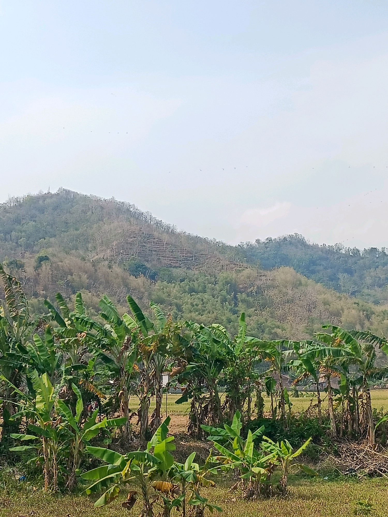 The image depicts a rural landscape in Trenggalek, Indonesia, characterized by a lush foreground of banana trees and a backdrop of a barren, treeless mountain. The mountain's slopes are scarred with visible terraces, suggesting past agricultural activity or efforts to combat erosion. The sky is pale blue and hazy, with several small birds scattered across it. The foreground is dominated by numerous banana plants of varying sizes, their large green leaves forming a dense canopy. Behind the banana trees, a brown field, possibly a rice paddy in its dry season, is visible along with some scattered structures. The overall impression is one of a dry, sun-drenched environment with signs of human intervention in the mountain landscape.