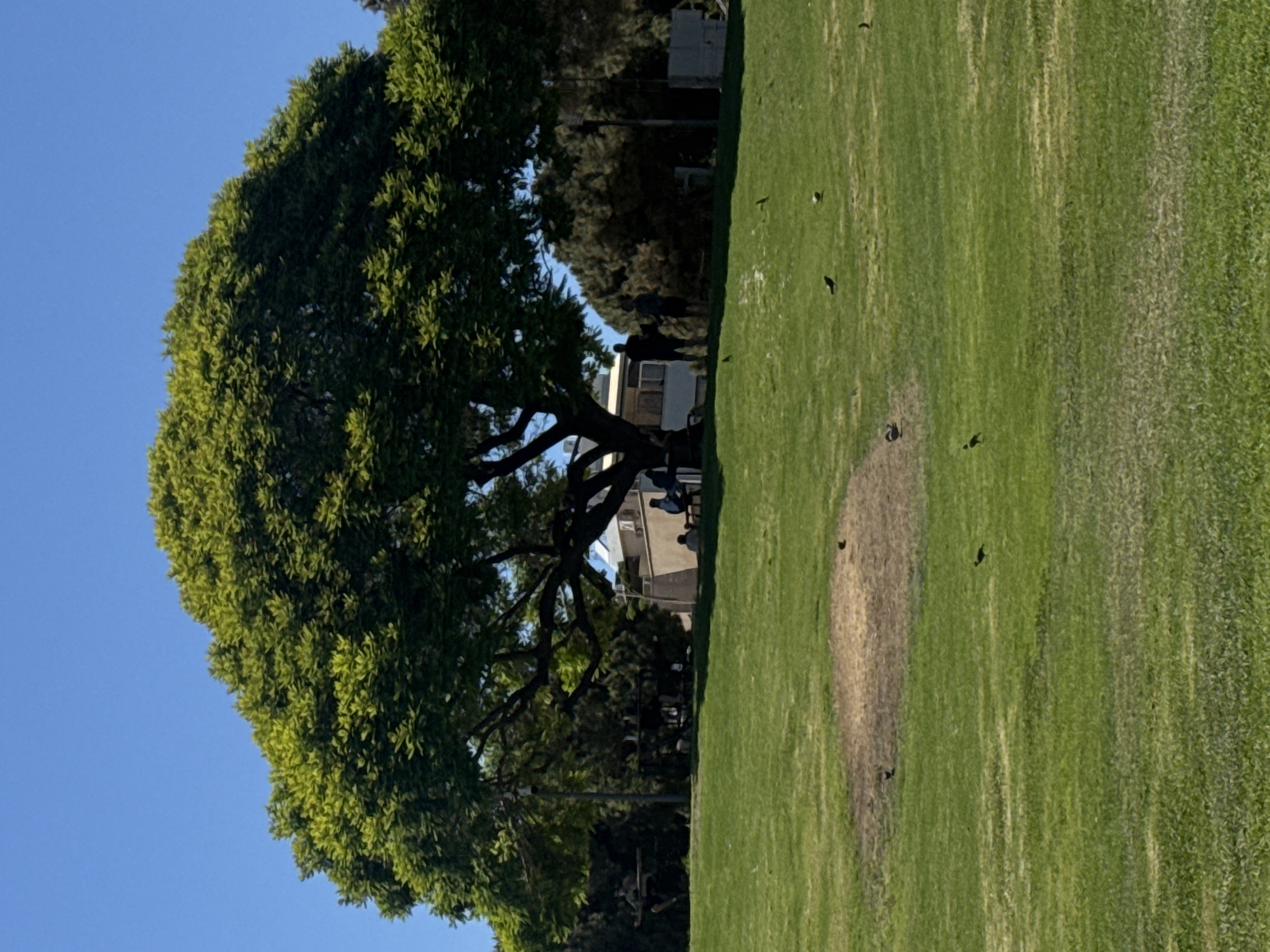 The image depicts a large, leafy tree on the left side of the frame, with its branches casting shadows. Behind the tree, a few people are visible, some of whom appear to be sitting. Beyond the people, there are buildings and more trees. The right side of the image is dominated by a grassy field, with a patch of discolored grass in the center. Several small, dark birds are scattered across the field. The sky is a clear blue, suggesting a sunny day. The sunlight creates strong contrasts between light and shadow on the grass and the tree's foliage. The overall scene appears to be a park or an open green space, possibly in a suburban or urban environment. The orientation of the image is rotated, with the sky appearing on the left and the ground on the right. The time of day is likely late afternoon, given the angle of the shadows. There is no visible text in the image.