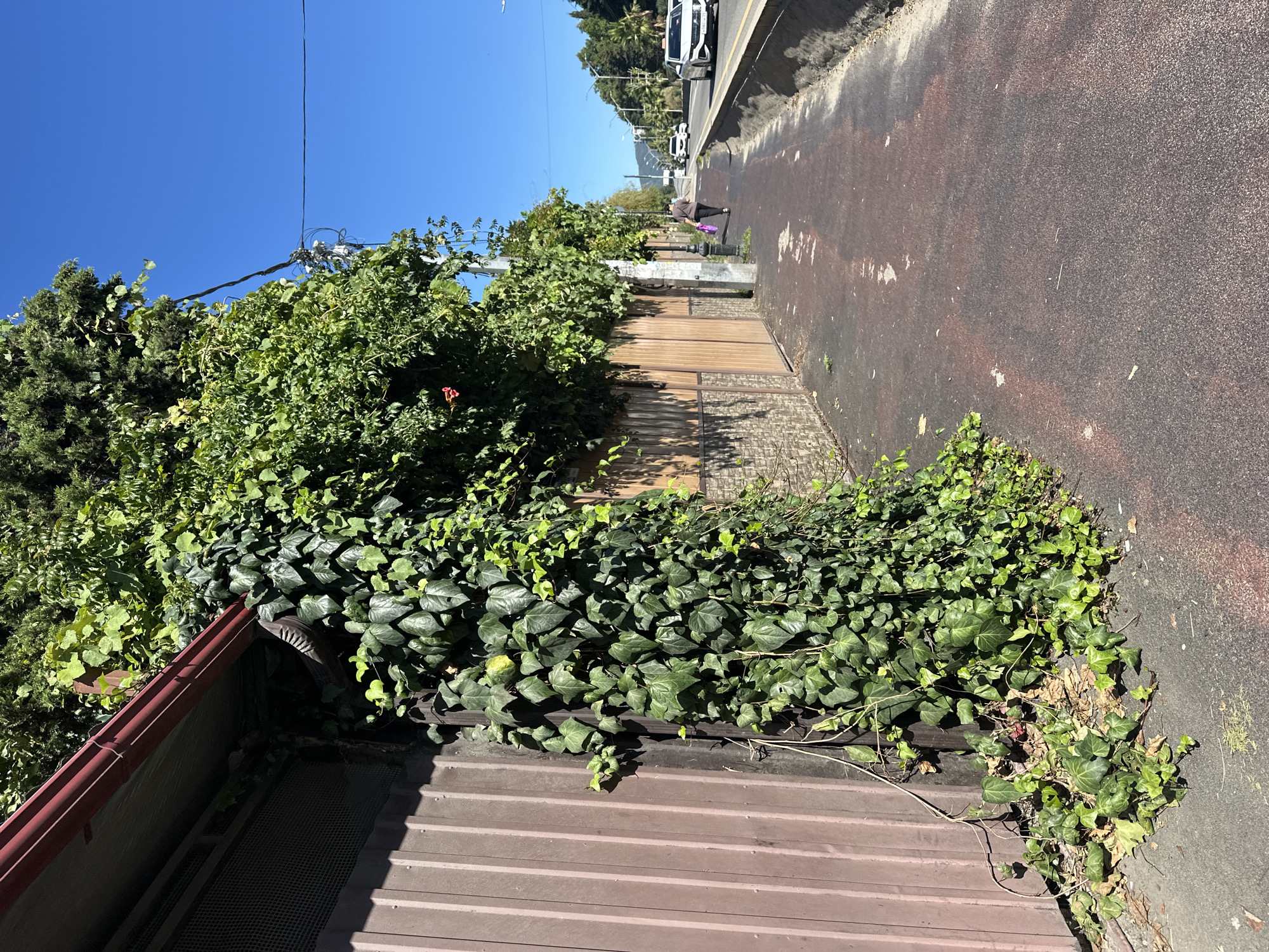 A woman walks along a sidewalk in Sochi, Russia. She is wearing dark pants and a brown shirt and carrying a purple bag. The sidewalk is dark red and has some discoloration and debris. To the left of the sidewalk is a brown fence covered in ivy. Beyond the fence, trees and vegetation are visible. To the right of the sidewalk, there is a curb and a road with cars. The sky is clear and blue. The scene appears to be a sunny day.