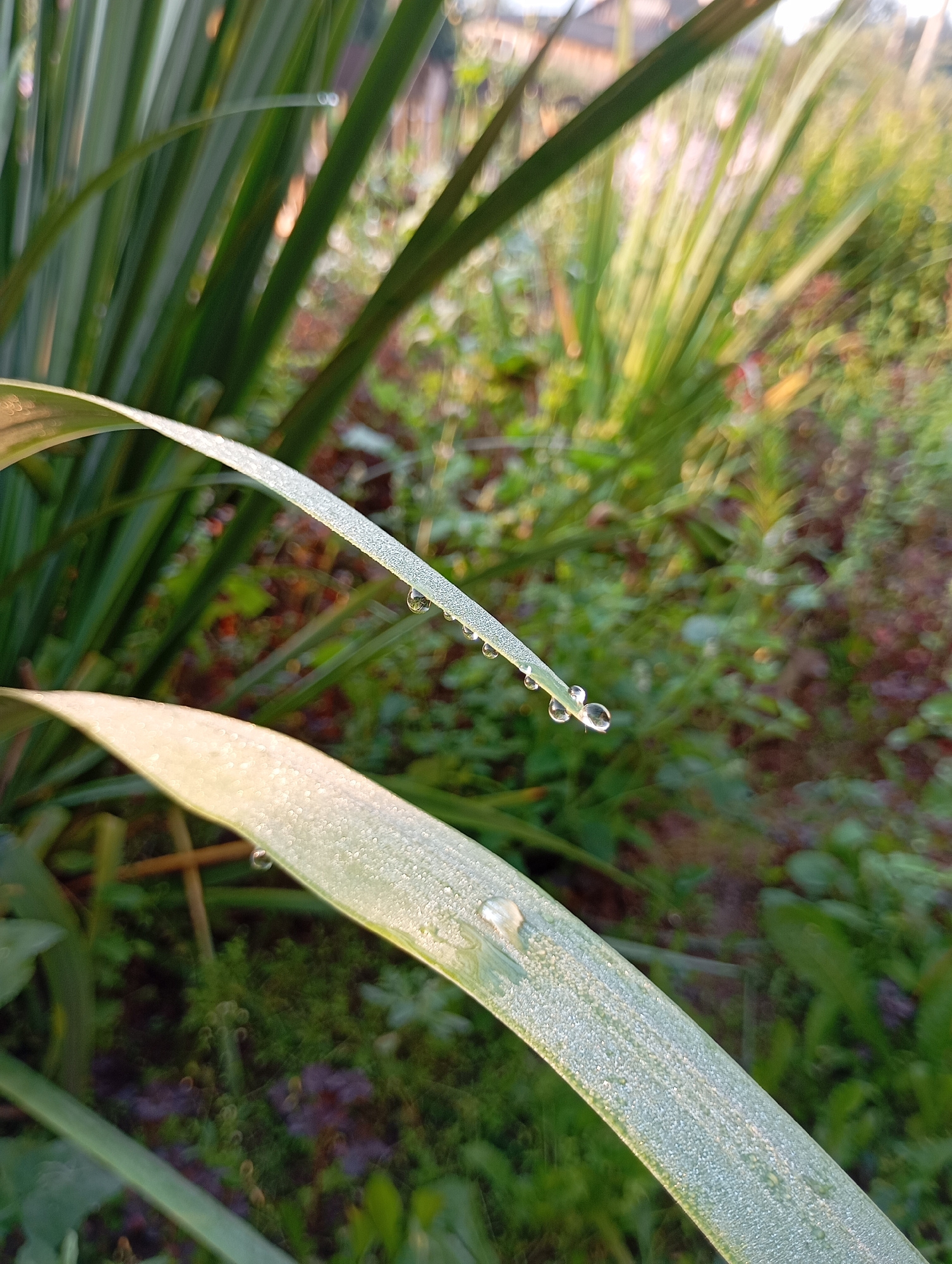 The image shows a close-up of green grass blades covered in dew drops. The blades are long and slender, with a slight sheen from the moisture. In the foreground, one blade is angled across the frame, with several small, perfectly spherical dew drops clinging to its edge. Another larger dew drop is visible further down the same blade. In the background, more dewy grass blades are visible, along with a blurred backdrop of green foliage and some hints of reddish-brown earth or dead leaves. The lighting suggests it is early morning or late evening, with a soft, diffused light creating a gentle glow on the dew drops. The scene appears to be a natural outdoor environment, likely a grassy area in a park, garden, or field. No people or man-made structures are clearly visible, although the blurred background might contain distant elements. The location is described as Фоки, Russia, suggesting an outdoor scene in that region.