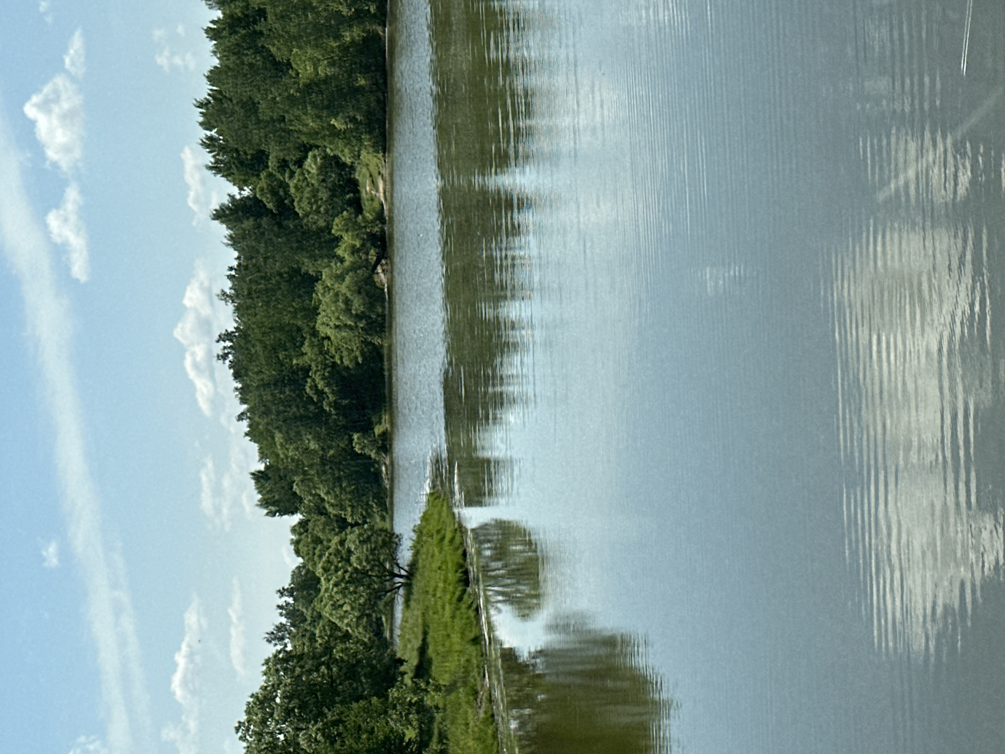 The image depicts a tranquil natural scene with a body of water in the foreground, reflecting the sky and the surrounding lush green trees. The water's surface is rippled, suggesting a gentle breeze. The shoreline, visible on the left and in the distance, is covered in vibrant green grass and dense foliage of trees. The sky is a clear blue with scattered white clouds, indicating fair weather. The overall impression is one of a peaceful, serene outdoor environment. The specific location in Приамурский, Russia, is not discernible from the visual information alone; the image captures a generic natural landscape. There are no people, animals, or specific man-made structures visible that would identify a particular urban or rural setting.