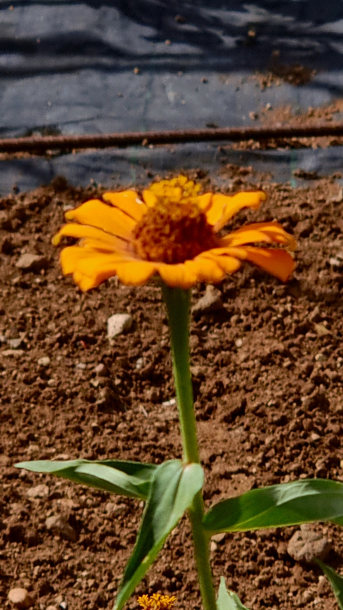 A single orange zinnia flower with a dark brown center stands tall on a green stem against a background of dark soil and a dark, textured surface. The flower's petals are a vibrant orange, radiating outwards from the central disk. The stem is slender and green, supporting the bloom. Below the main flower, a cluster of tiny orange flowers is visible, hinting at more growth. The soil is a rich brown, speckled with small stones and debris. In the background, a dark, almost black, textured surface is present, with a horizontal brown rod or pipe running across it. The scene appears to be outdoors, possibly in a garden or agricultural setting. This image was captured in Olot, Spain.