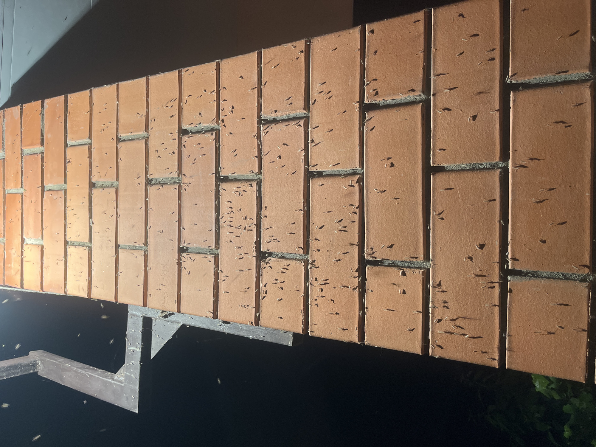 The image displays a brightly illuminated reddish-brown brick wall populated by numerous small, light-colored insects, captured at night in the city of Kaspiysk, Russia. The bricks are arranged in a stretcher bond pattern with gray mortar joints, and the insects are either static on the brick surfaces, casting distinct shadows, or in flight near the wall. A strong artificial light source, located out of frame to the upper left, highlights the wall and insects. To the upper left, a dark, angular metal structure, possibly a gutter or support bracket, is visible against a deep black background. Faint green foliage is discernible in the lower-left corner, submerged in darkness. The upper-right portion of the image reveals a dark, horizontal structural element casting a sharp diagonal shadow onto the brickwork. No individuals are present in the frame.