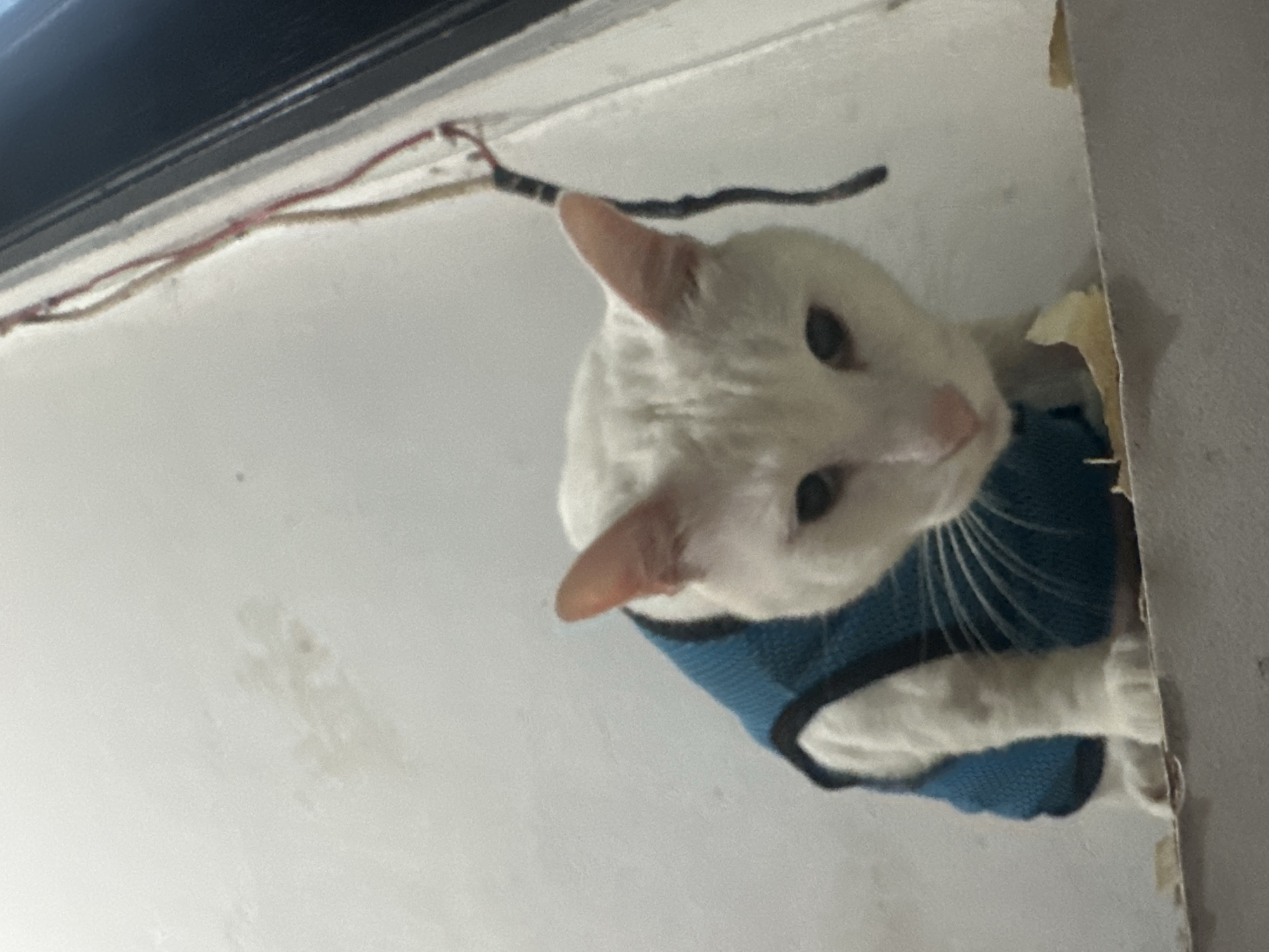 A white cat wearing a blue harness looks toward the camera. The cat is partially visible, and seems to be emerging from a gap between two walls. Exposed wires run along the ceiling in the background. The image was taken indoors. The location is North Jakarta, Indonesia.