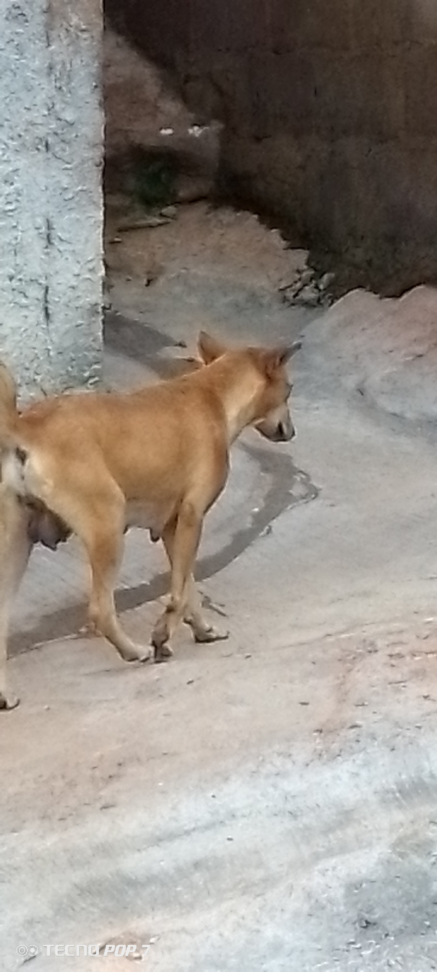 A medium shot shows a tan dog walking on a dirt path next to a textured concrete wall. The dog is in profile facing right, with its tail held high and its ears perked. The background is out of focus, showing a dark, uneven surface that appears to be a wall or cliff face. The lighting suggests it is either dawn or dusk. The image is captioned with "TECNO POP 7".
