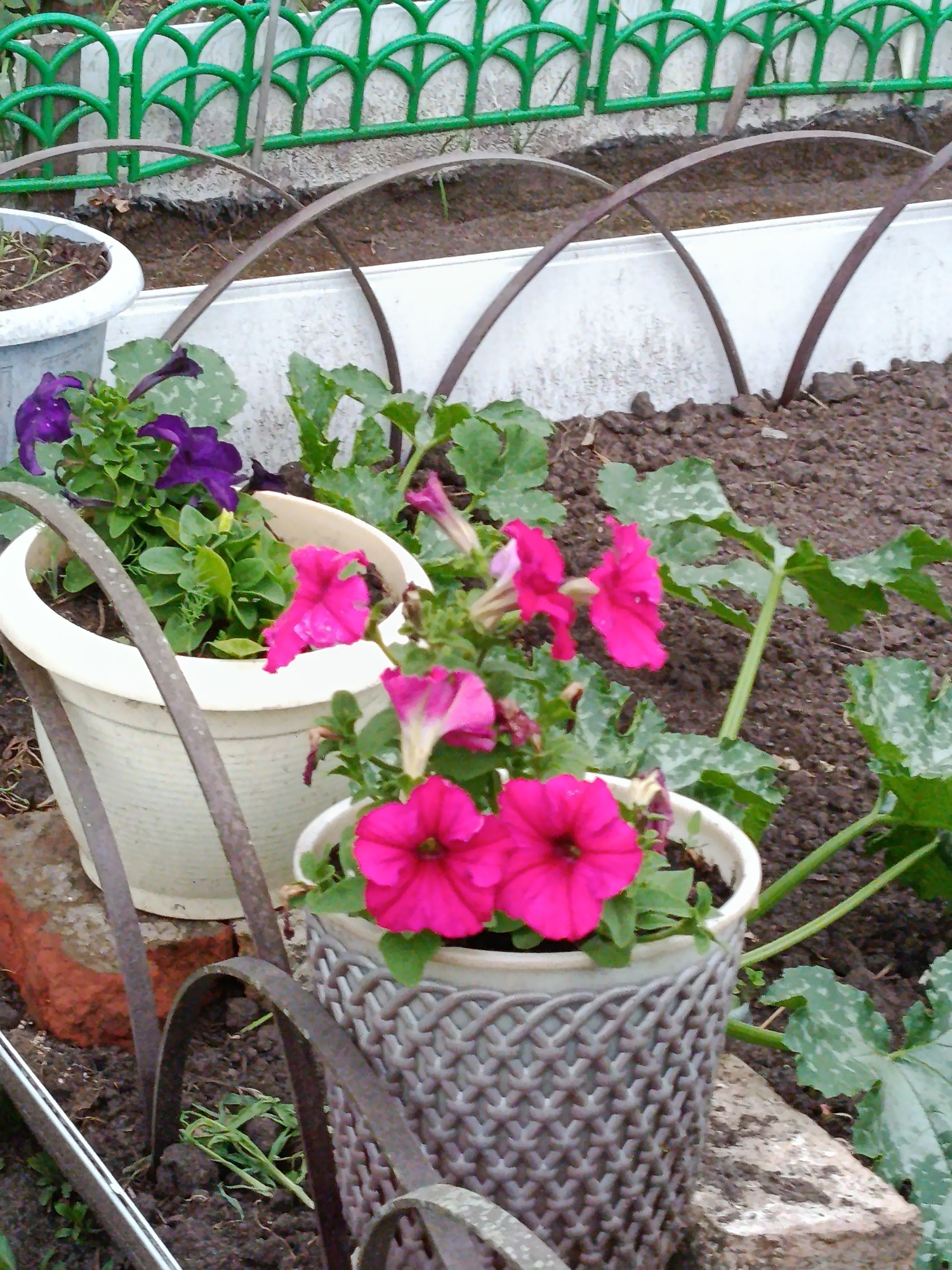The image shows an outdoor scene with several potted petunias. In the foreground, two pots of petunias are visible. One pot is a light cream color and contains vibrant purple and pink petunias with green foliage. Another pot, made of a grey, woven material, also holds pink petunias. The pots are placed on dark soil, suggesting a garden bed. In the background, a green decorative fence with an arched pattern runs along the top of a raised bed or planter. Several curved metal supports, possibly for a small greenhouse or protection for plants, are also visible arching over the garden area. The overall setting appears to be a garden or yard. The lighting suggests it is daytime, and there are no clear indicators of specific weather conditions, though the soil appears moist. The image is taken from a slightly elevated perspective, looking down at the flowers and garden elements. There is no visible text in the image.