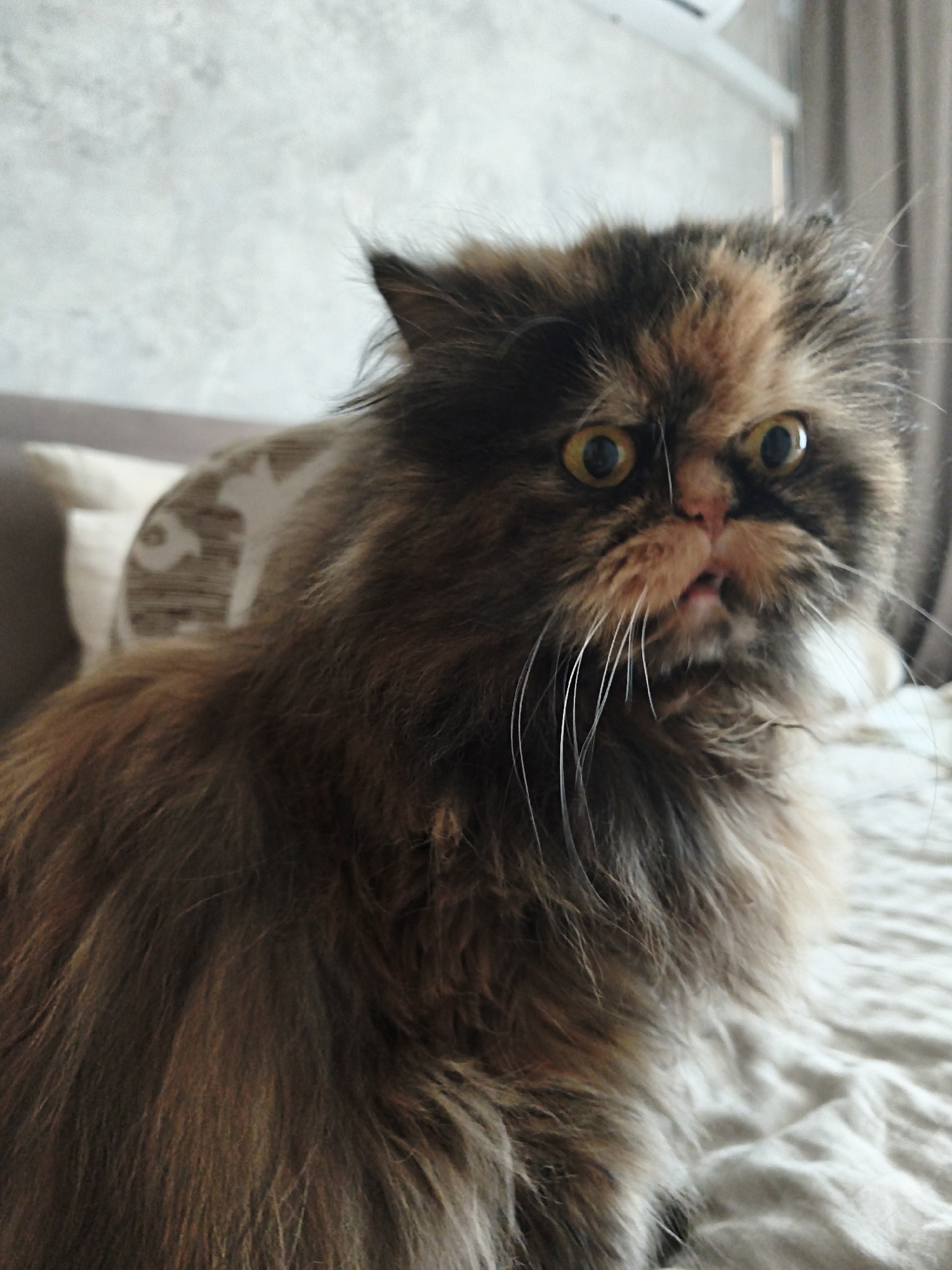 A close-up shot captures a fluffy, long-haired tortoiseshell Persian cat looking directly at the camera with wide, yellow eyes. The cat's fur is a mix of brown, black, and orange patches, with long white whiskers fanned out around its muzzle. Its mouth is slightly open, revealing a pink tongue. The cat is positioned on a textured, light-colored surface, likely a bed or couch, with a patterned pillow visible in the background to the left. The overall setting appears to be indoors, possibly a bedroom, with a textured wall and what looks like a curtain or blinds in the background to the right. The lighting is natural and soft.