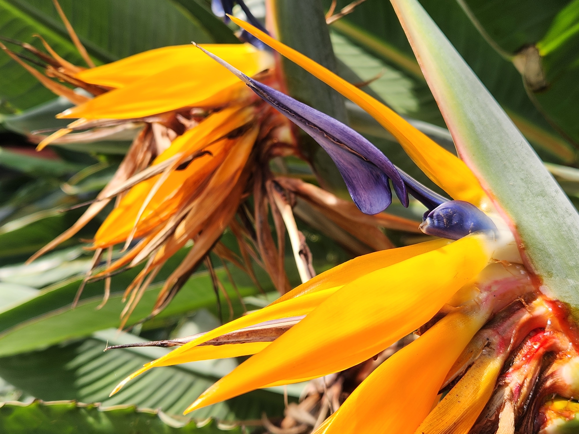 A close-up, eye-level, full-frame shot features two Bird of Paradise flowers, prominently displaying their vibrant orange petals and distinct purple and blue accents. The flowers are in focus, with a shallow depth of field blurring the background of lush green foliage, characteristic of a tropical or subtropical garden. The lighting suggests it is daytime, with sunlight illuminating the scene and casting subtle shadows. No people or animals are visible in the image. The scene appears to be a static, botanical subject, likely captured in a garden setting. Based on the available visual information, the precise location within Altamonte Springs, United States of America, cannot be determined.