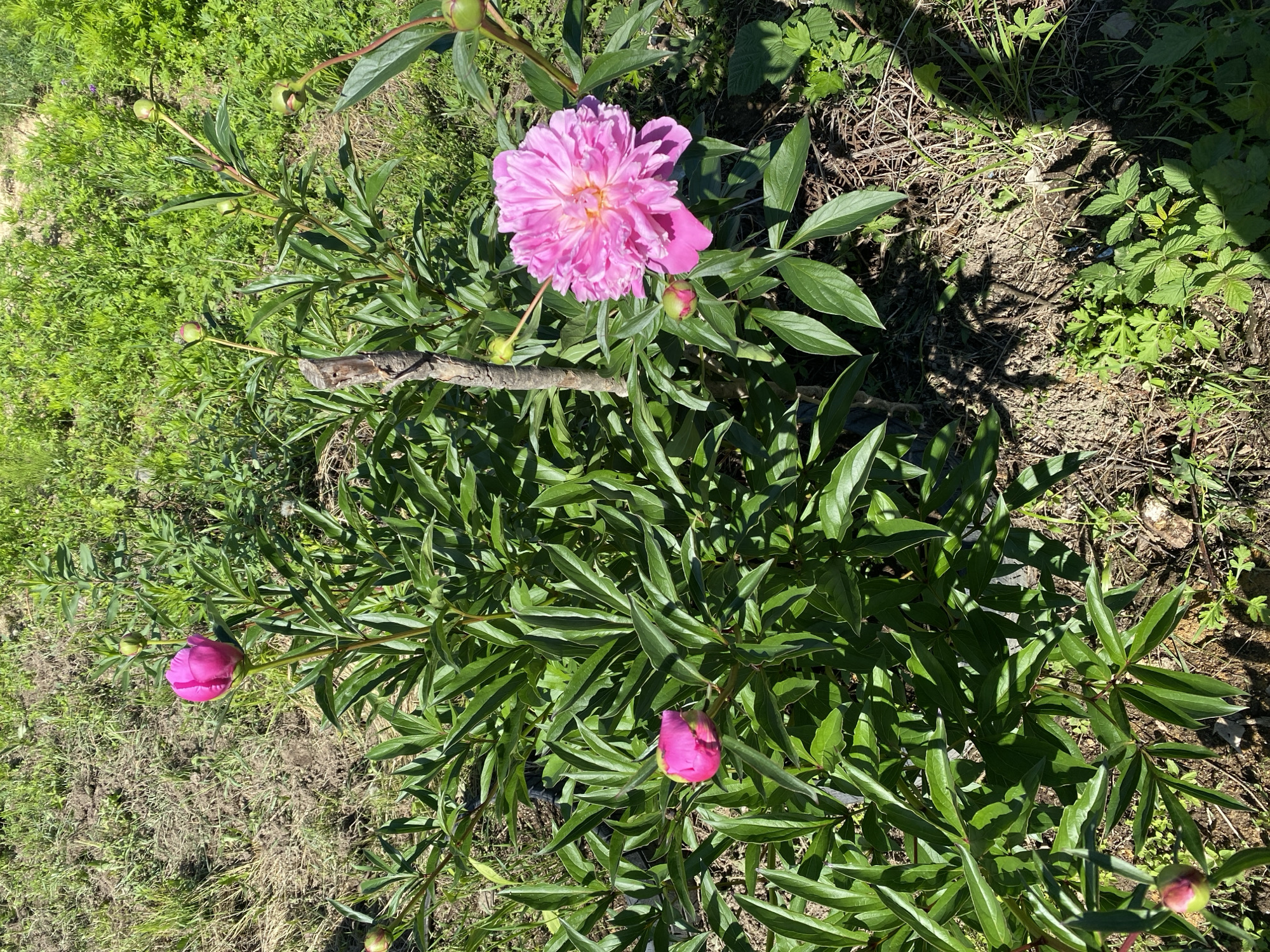 A vibrant pink peony blooms in a sun-drenched garden in Artyom, Russia. The fully open flower, positioned on the right side of the frame, displays a complex arrangement of ruffled petals with a hint of yellow at its center. To the left, a smaller, closed pink bud signals future blossoms. The peony plant is lush with dark green, pointed leaves, some of which cast shadows on the dry, earthy ground below. Additional green shoots and a few scattered brown leaves are visible on the soil surface. The background consists of more greenery, likely other plants and grass, bathed in bright sunlight. A weathered wooden stick stands vertically near the center of the image, partially obscured by the peony's foliage. The scene depicts a thriving plant in a natural outdoor setting.