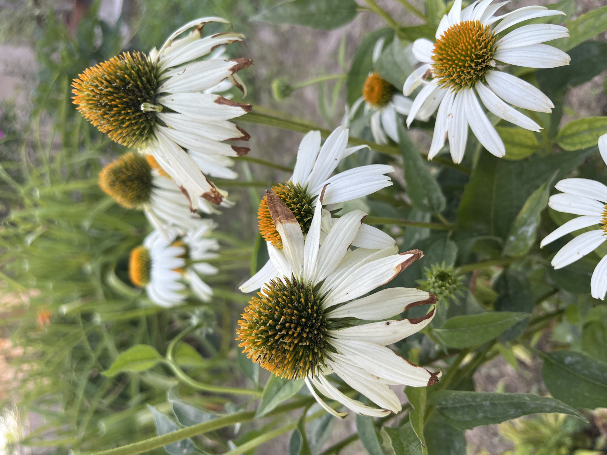 A close-up, outdoor, eye-level shot showcases a cluster of white coneflower (Echinacea) blooms in varying stages of development and bloom. The flowers have prominent, spiky, orange-yellow centers and delicate white petals that droop slightly and show some browning at the tips, indicating they are past their prime. Green foliage serves as a backdrop, with some leaves appearing dusty. The background is softly blurred, suggesting a garden setting with a hint of a pathway or ground. The scene is located in Shymkent, Kazakhstan.