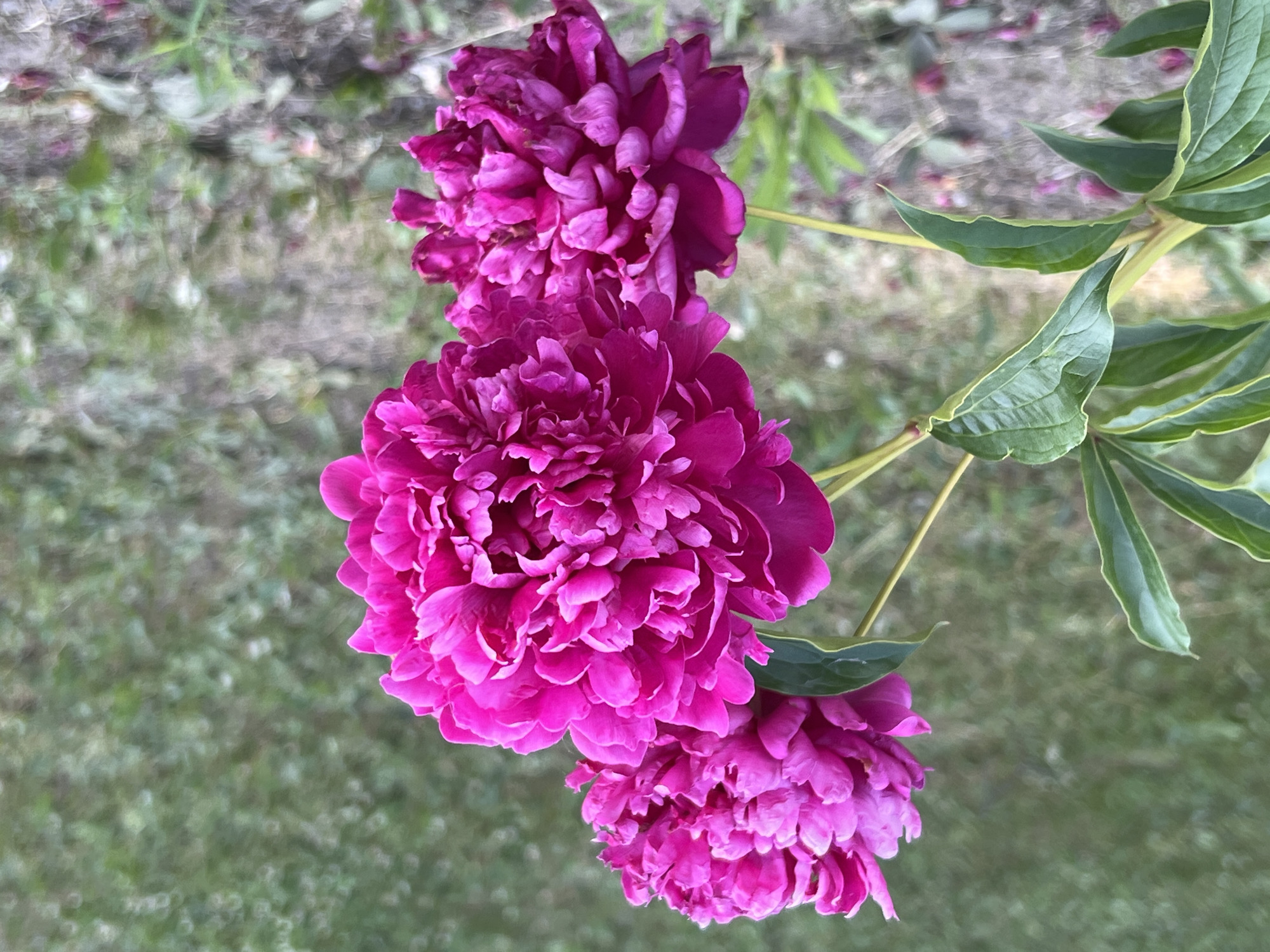 This media file displays a close-up, vertical shot of a cluster of vibrant magenta peonies against a softly blurred background of green grass and possibly some dry leaves or soil. The flowers are the central subjects, with three distinct blooms visible. The largest and most prominent bloom is in the lower-center, followed by another large bloom directly above it, and a smaller, partially formed bud or bloom at the bottom. The petals are densely packed and ruffled, showcasing the characteristic fullness of peonies. Green leaves and stems are also visible, some extending to the right of the flowers, adding to the natural, botanical feel.
The background is out of focus, suggesting a shallow depth of field that emphasizes the peonies. The lighting appears to be natural daylight, likely mid-day given the brightness and the lack of strong shadows. The overall impression is one of a garden or natural outdoor setting, possibly in Borovoye, Russia, as suggested by the location context. There is no visible text in the image, and no people or specific events are depicted. The focus is purely on the botanical beauty of the peonies. The soft, natural light and the lushness of the flowers evoke a sense of peace and the beauty of nature.