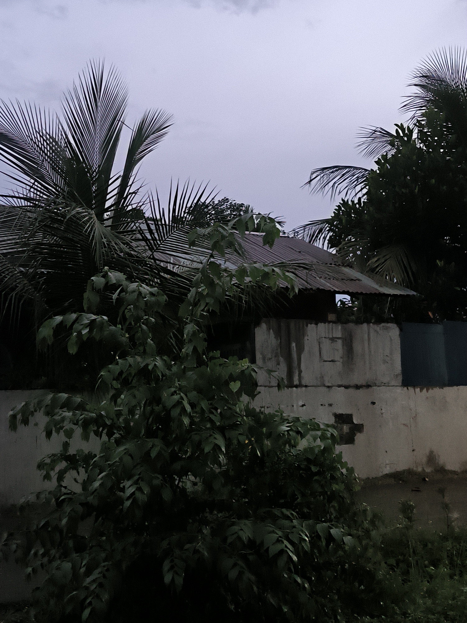 This image presents an overcast outdoor scene, likely captured during dusk or a heavily clouded day, in Lhokseumawe, Indonesia. The overall impression is dim and serene, characterized by dense tropical vegetation and a partially visible structure.
In the foreground, a prominent leafy green bush or tree fills the lower and central portions of the frame. Its dark green leaves appear slightly wet or reflective, adding to the muted tones. Behind this, several large palm trees, indicative of coconut palms, dominate the left and upper parts of the image with their distinctive fronds silhouetted against the sky. More dense foliage is visible on the right side, obscuring parts of the background.
Towards the center-right, a simple building with a corrugated metal roof is partially visible. The roof appears weathered and slightly uneven. Below it, a concrete or painted wall with visible wear, discoloration, and some markings forms part of the structure. To the right, a section of a dark-colored barrier or wall, possibly blue or dark green, is present.
The sky is a uniform, pale greyish-purple, indicating heavy cloud cover and diffused light. There is no direct sunlight, reinforcing the sense of an early morning or late evening scene. No human activity or visible text is present, contributing to the quiet and still atmosphere. The tropical flora and simple construction style are consistent with the location context.