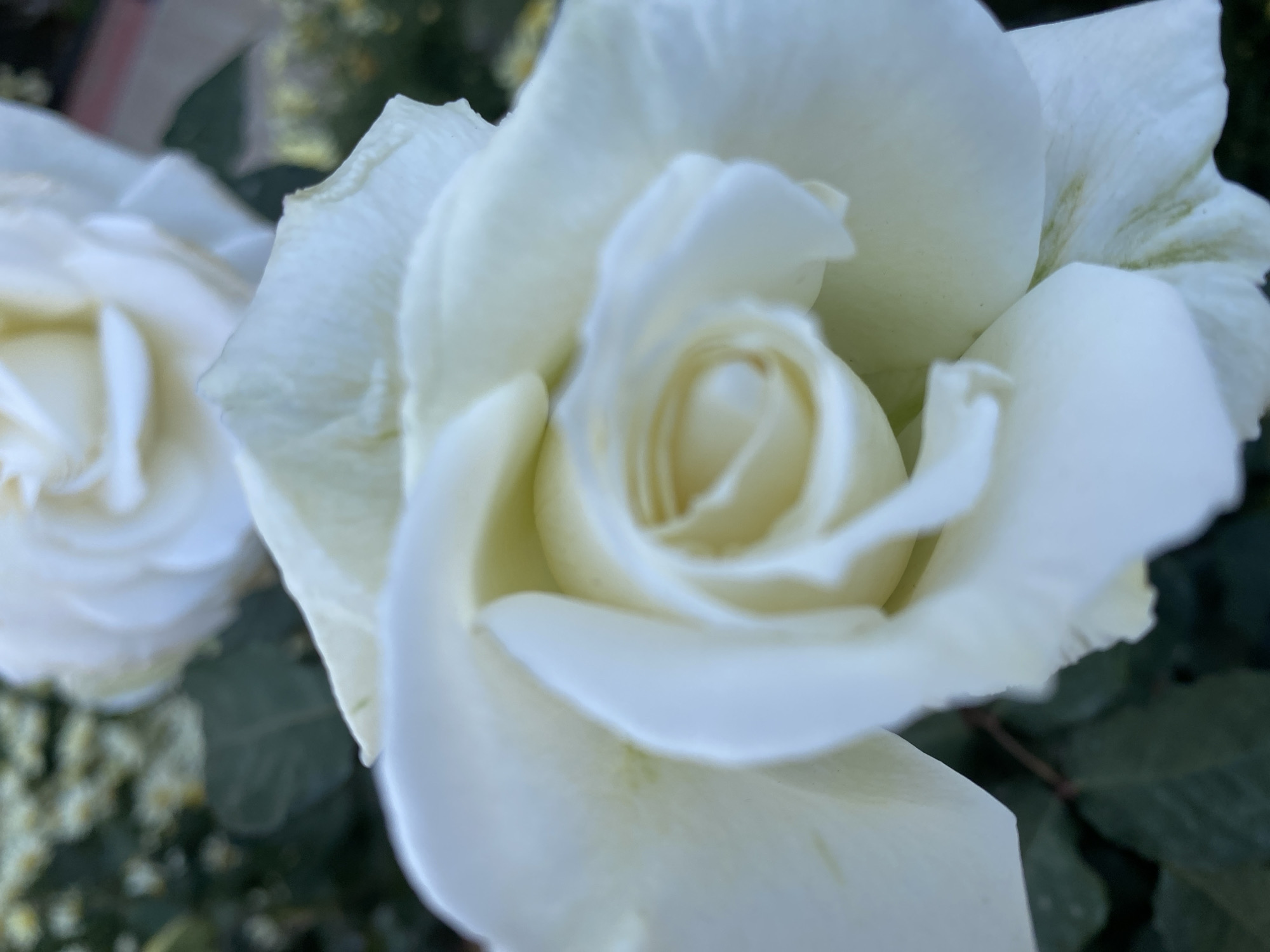 The image is a close-up photograph featuring two white roses set against a softly blurred green background. The main subject is a prominent white rose in the foreground, occupying the central and right portions of the frame. Its delicate petals are mostly pure white, with subtle creamy or pale yellow tones at the very heart of the bloom and faint greenish veins visible on some of the outer petals. The center of this rose is still somewhat closed, forming a gentle spiral.
Another white rose is visible in the blurred background on the left, out of focus, contributing to the depth of field. The background consists of indistinct green foliage, likely leaves and possibly other small flowers or buds, providing a natural, verdant setting.
The lighting is soft and natural, suggesting it is daytime, possibly under diffuse or overcast conditions, as there are no harsh shadows. No specific activity or event is taking place, and no text is visible. The scene evokes a sense of tranquility and highlights the intricate beauty of the flowers. While the context specifies Alanya, Turkey, the image itself does not contain any distinct geographical markers.