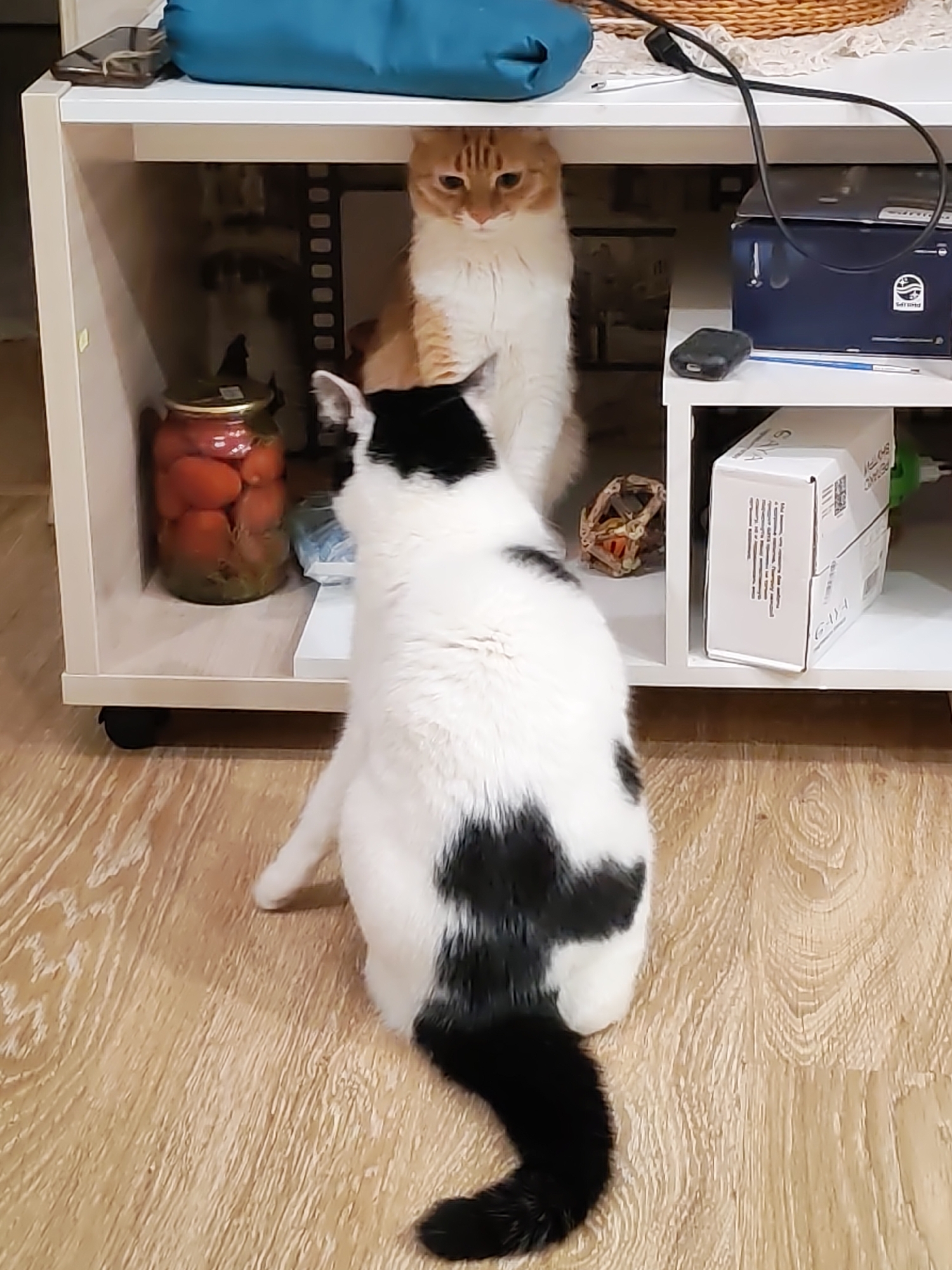 A photograph taken indoors in Chaikovsky, Russia, shows two cats in front of a white, two-tiered shelf. In the foreground is a black-and-white cat, facing away from the camera, its tail curled to the right. Behind it, inside the lower tier of the shelf, stands an orange tabby cat facing forward. To the left of the tabby is a glass jar of tomatoes. To the right are a wrapped object and a small woven ball. On the upper tier are a blue cushion, a cell phone, a woven basket, a small electronic device, a blue box and a white box. The floor is light brown wood laminate.