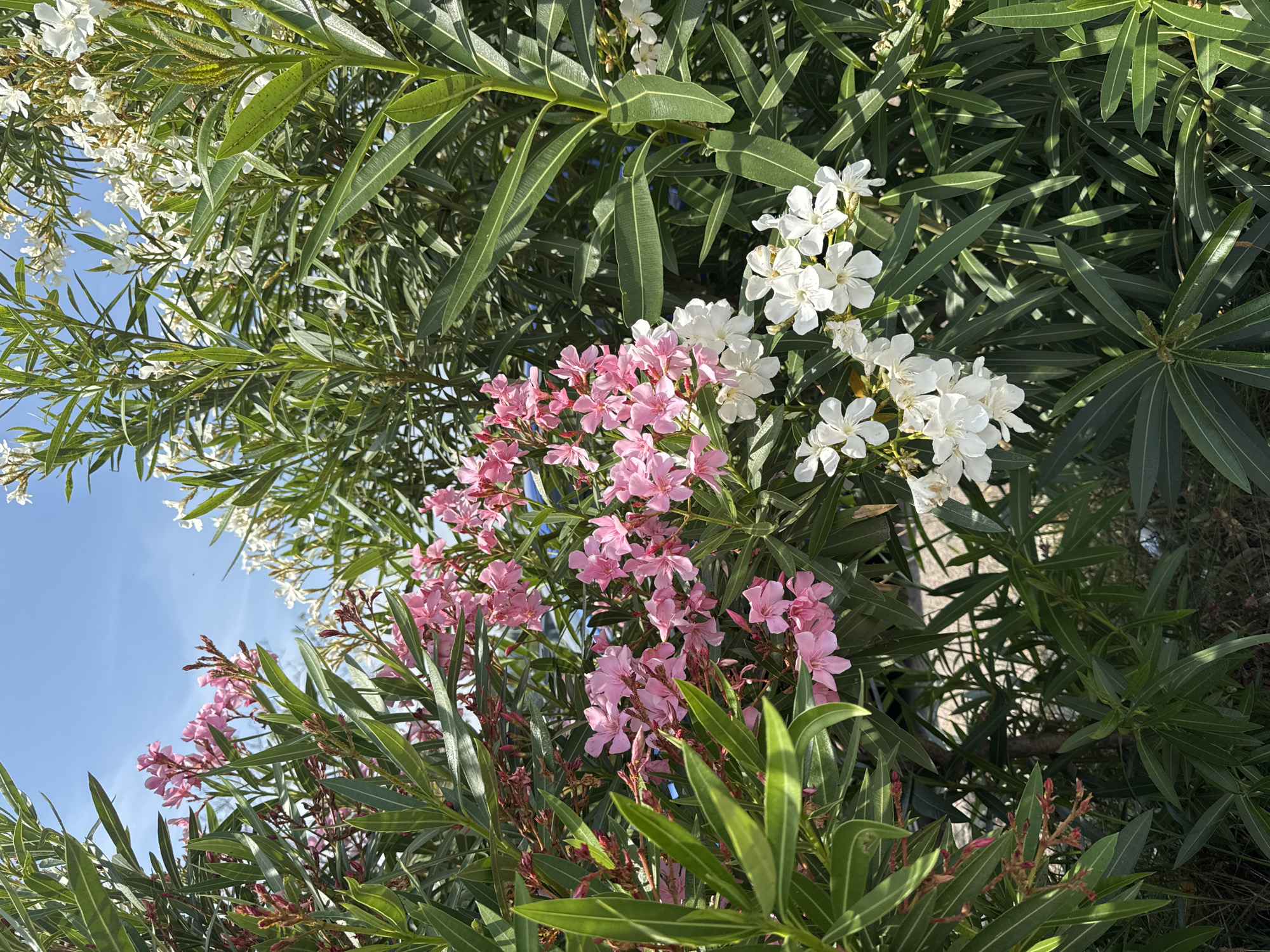 The image shows a cluster of oleander plants in bloom, with both pink and white flowers. The plants are lush and green, with long, narrow leaves. The flowers are small and delicate, and they grow in clusters at the ends of the branches. The image appears to have been taken on a sunny day, as evidenced by the bright light and clear blue sky in the background. The setting is likely a garden or park in Podgorica, Montenegro. There are no people or animals visible in the image. The focus is entirely on the flowering plants.