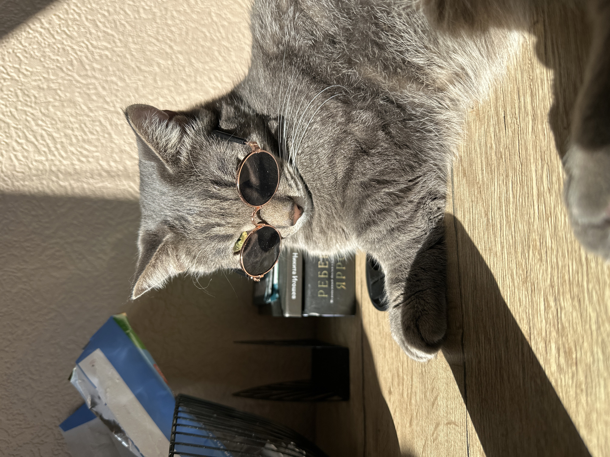 A grey cat wearing small round sunglasses is lying on a light brown wooden floor in a brightly lit room. The cat is positioned in the upper-right portion of the image. Next to the cat is a stack of books. The inscription on one of the books is in Russian ("Ребе Ярре"). An object with blue, white, and green packaging is visible in the lower-left corner, near a metal object. The location is possibly Krasnoyarsk, Russia, based on the Russian text on the book.