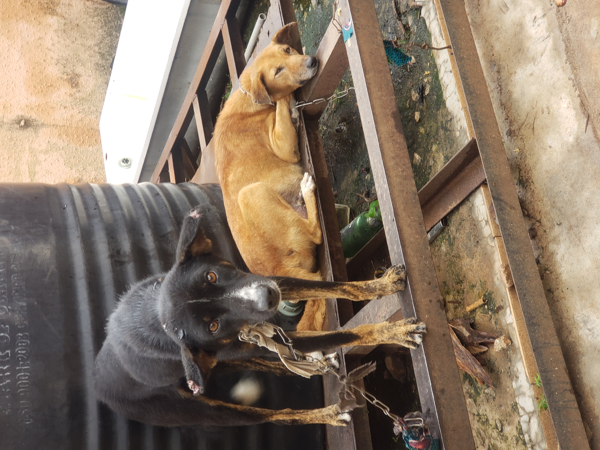 In Sabon Tasha, Nigeria, two dogs are resting on a rusty metal platform. A black dog stands, its head tilted down, a piece of cloth tied to its chain. Beside it, a tan dog lies down, its head resting on its paws. The platform is situated outdoors, with a large black cylindrical object behind the dogs and a white bathtub visible in the background. The ground is a mix of concrete and dirt, with some debris scattered around. The overall scene appears to be an outdoor area in a residential or industrial setting.