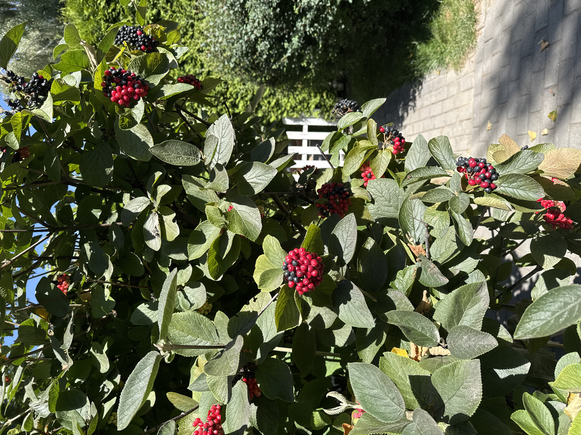 The image shows a close-up of a shrub with green leaves and clusters of red and black berries. The shrub is in the foreground, with a paved walkway and green grass visible in the background, along with a white picket fence and more greenery. The lighting suggests it is daytime, likely outdoors. There are no people or animals visible in the image. The overall impression is that of a garden or park setting. The location in Sary-Oy, Kyrgyzstan is not explicitly depicted or identifiable from the visual elements alone.