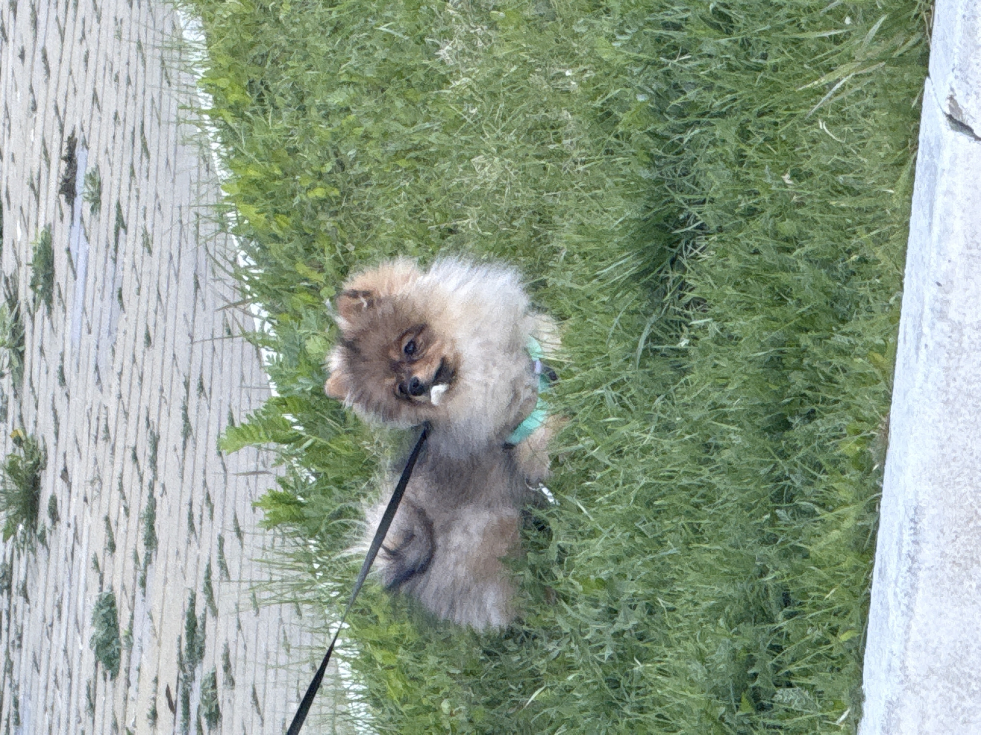 A small, fluffy dog, likely a Pomeranian, with light brown and cream-colored fur, is captured in an outdoor setting. The dog is wearing a light teal or mint green harness, and a black leash extends from it towards the lower left of the frame. It is positioned on a vibrant green grassy area that fills the right half of the image. To the left, a light-colored paved pathway, possibly constructed from bricks or cobblestones, is visible, with some small green plants growing between its segments. A concrete or stone curb or wall runs along the far right edge of the frame.
The dog is looking up and slightly to its left, appearing alert and curious. Its mouth is slightly open, revealing a small white object, possibly its tongue or a treat, at the front. The scene is brightly lit, indicating daytime. The activity suggests the dog is on a walk, enjoying the outdoor environment. There is no visible text in the image. The setting is consistent with a park or a roadside area.