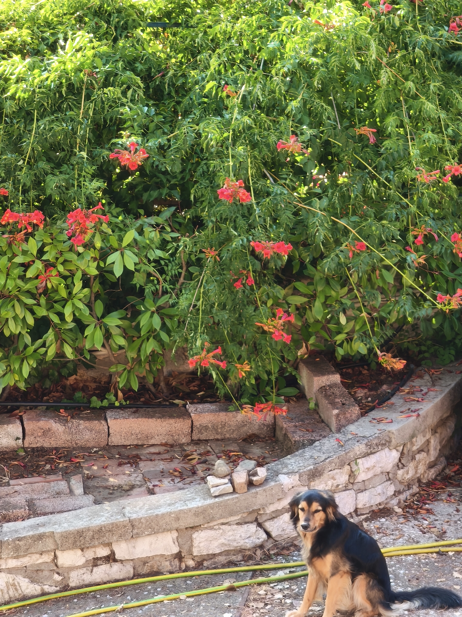 In Passignano sul Trasimeno, Italy, a medium-sized dog with black and tan fur sits on a gravelly ground, its head turned slightly to the left with its eyes partially closed. The dog is positioned in front of a low, curved stone wall, which is topped with a concrete cap. Behind the wall, a lush green vine with numerous red-orange trumpet-shaped flowers cascades downwards. The ground surface in front of the wall is a mixture of gravel and scattered fallen leaves, with two yellow hoses lying on the ground. The scene suggests an outdoor setting, possibly a garden or courtyard, bathed in sunlight.