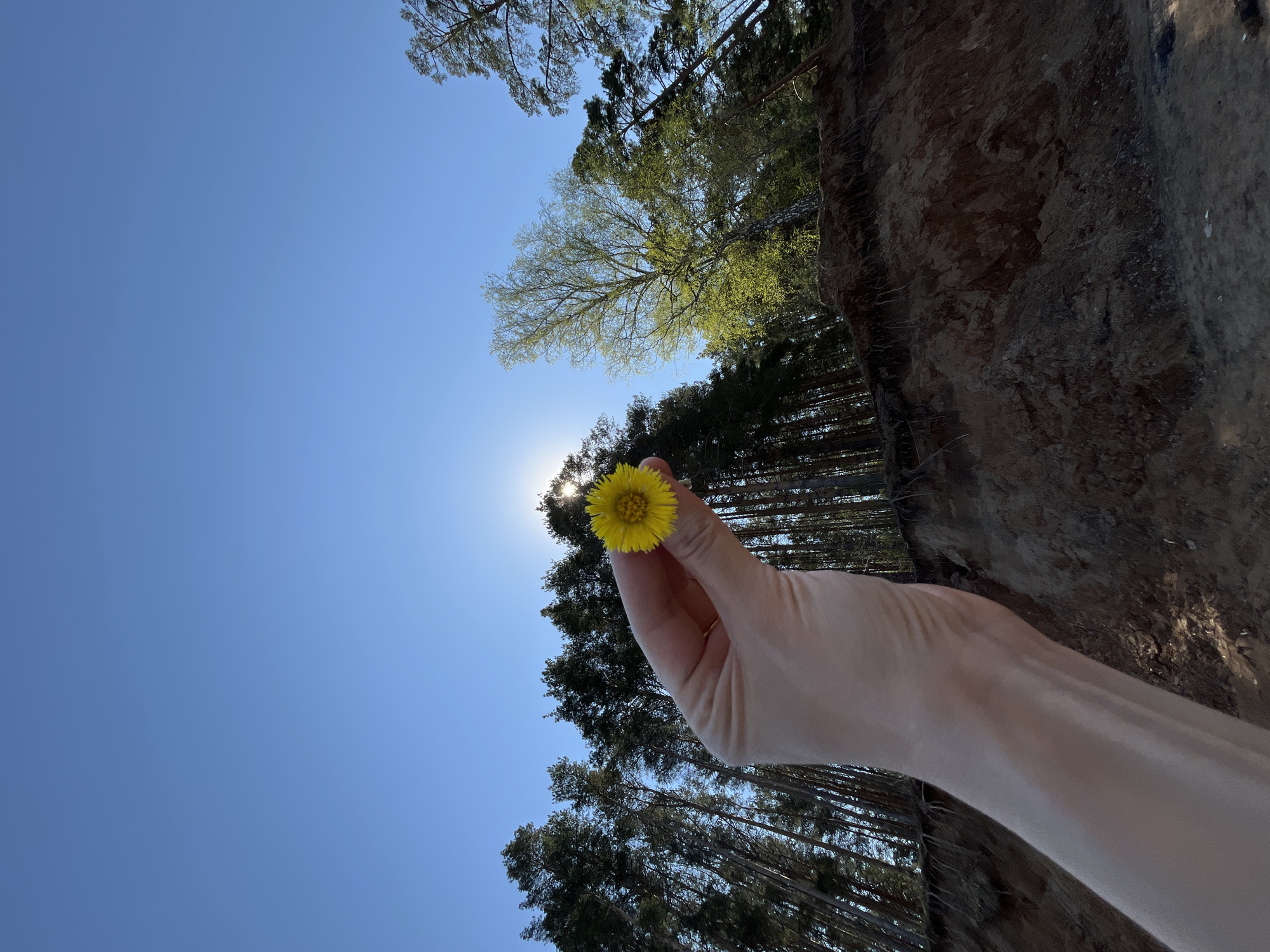 A low-angle shot presents a human hand holding a yellow flower against a backdrop of trees and a clear blue sky. The sun is visible through the flower, creating a lens flare. The trees vary in height and density, with some displaying early spring foliage. Adjacent to the trees on the right is a dirt embankment. The location is unconfirmed.