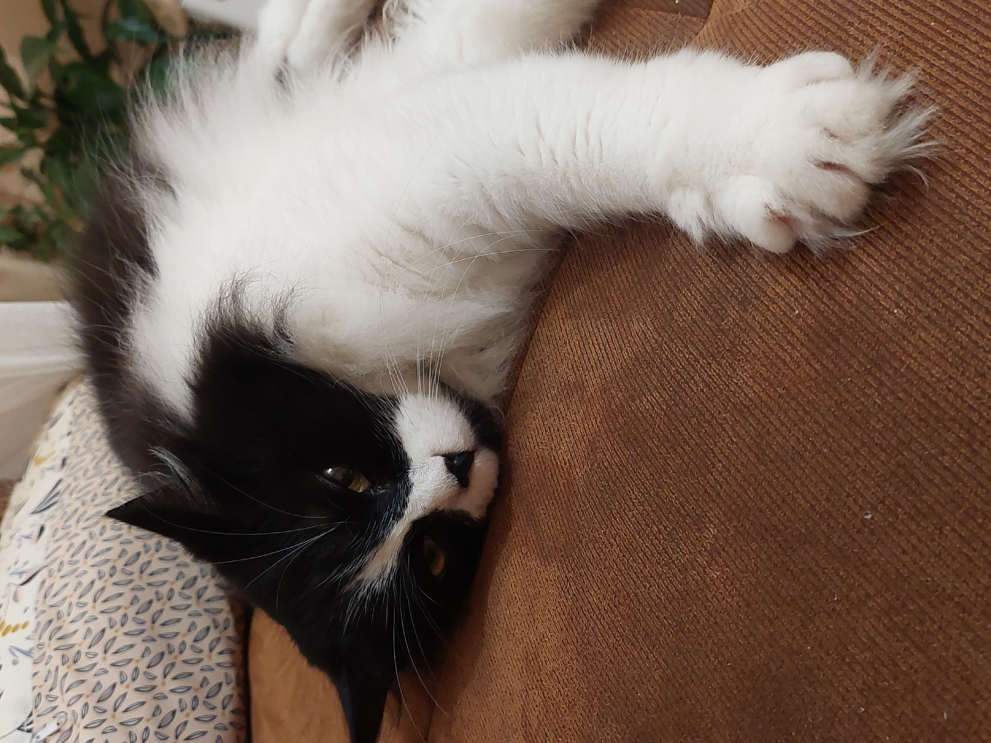 A black and white cat is depicted resting indoors, likely on a sofa in Plovdiv, Bulgaria. The cat is lying on its back or side, with its head tilted towards the camera, and one fluffy white paw outstretched. Its fur is predominantly white on its belly and front legs, with a distinct black face and markings, including a white blaze between its bright yellow-green eyes and a black nose. Long white whiskers are prominent around its muzzle.
The cat appears relaxed and comfortable, gazing calmly into the lens. It is positioned diagonally across the frame, occupying a significant portion of the image. The surface it lies on is a textured brown fabric, possibly a sofa or cushion, with visible vertical ribbing. To the left of the cat's head, there is a light-colored patterned fabric, possibly a pillow or blanket, featuring delicate grey and yellow leaf-like designs. In the blurred background, hints of green foliage from a houseplant are visible. The lighting suggests daytime or a well-lit interior. There is no visible text in the image.