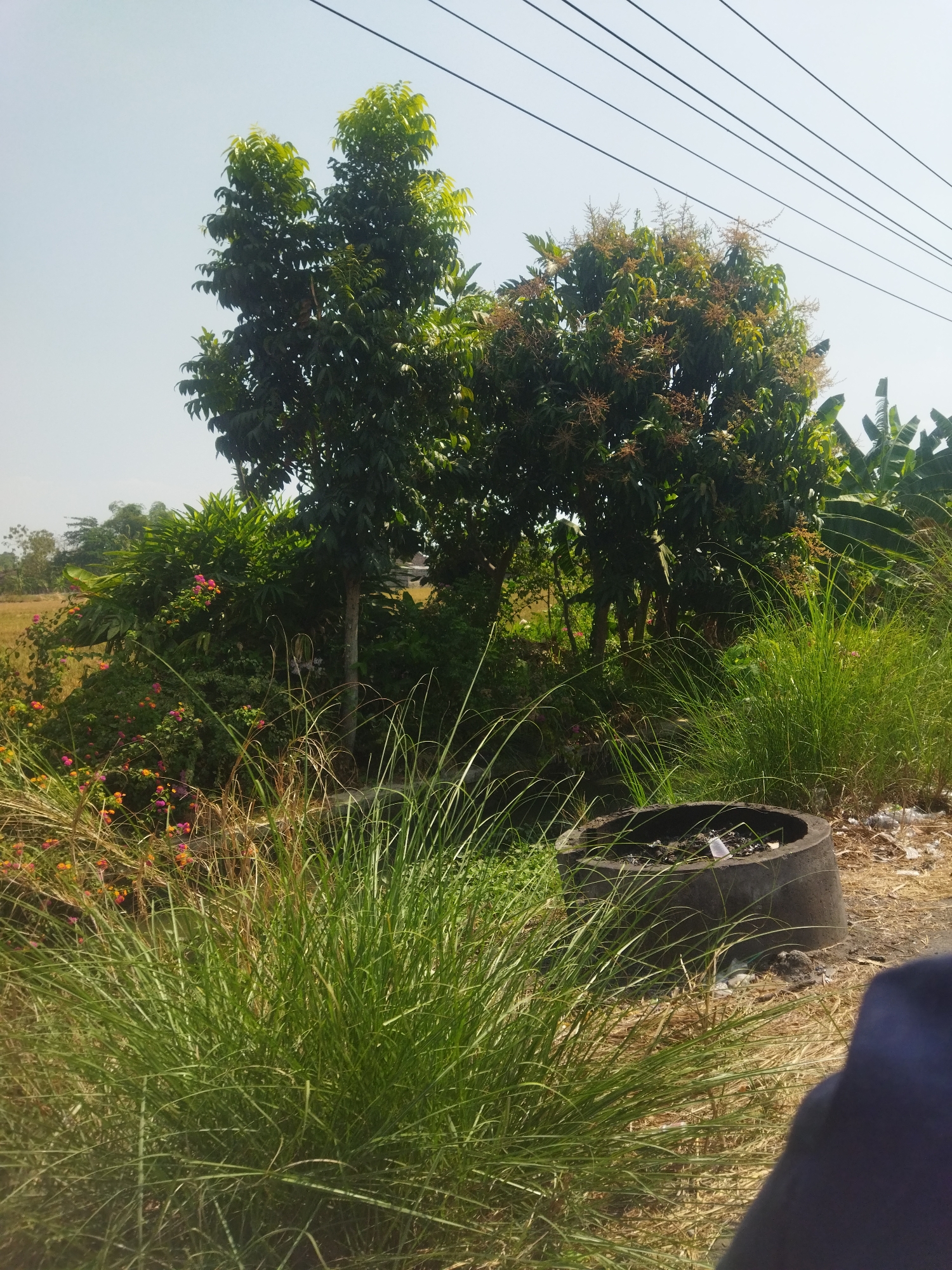A bright, slightly overcast day in Kriwen, Indonesia, reveals a rural scene dominated by lush vegetation and overhead power lines. In the foreground, tall, green grass sways gently. To the right, a concrete ring, possibly an old well or a large planter, sits on the dry ground, filled with debris. Behind this, more vibrant green grass and bushes, some with small pink and orange flowers, create a dense backdrop.

Dominating the mid-ground are several trees. The one on the left is tall and leafy, with a slender trunk. To its right, a larger tree is laden with clusters of small, reddish-brown blossoms, suggesting it may be a fruit-bearing tree like a mango tree. Behind these, banana leaves are visible, adding to the tropical feel. The background shows a dry, golden field and hints of distant trees and structures, indicative of a rural or semi-rural setting. The power lines crisscrossing the sky are a modern intrusion in this otherwise natural landscape. No people are visible in the scene.