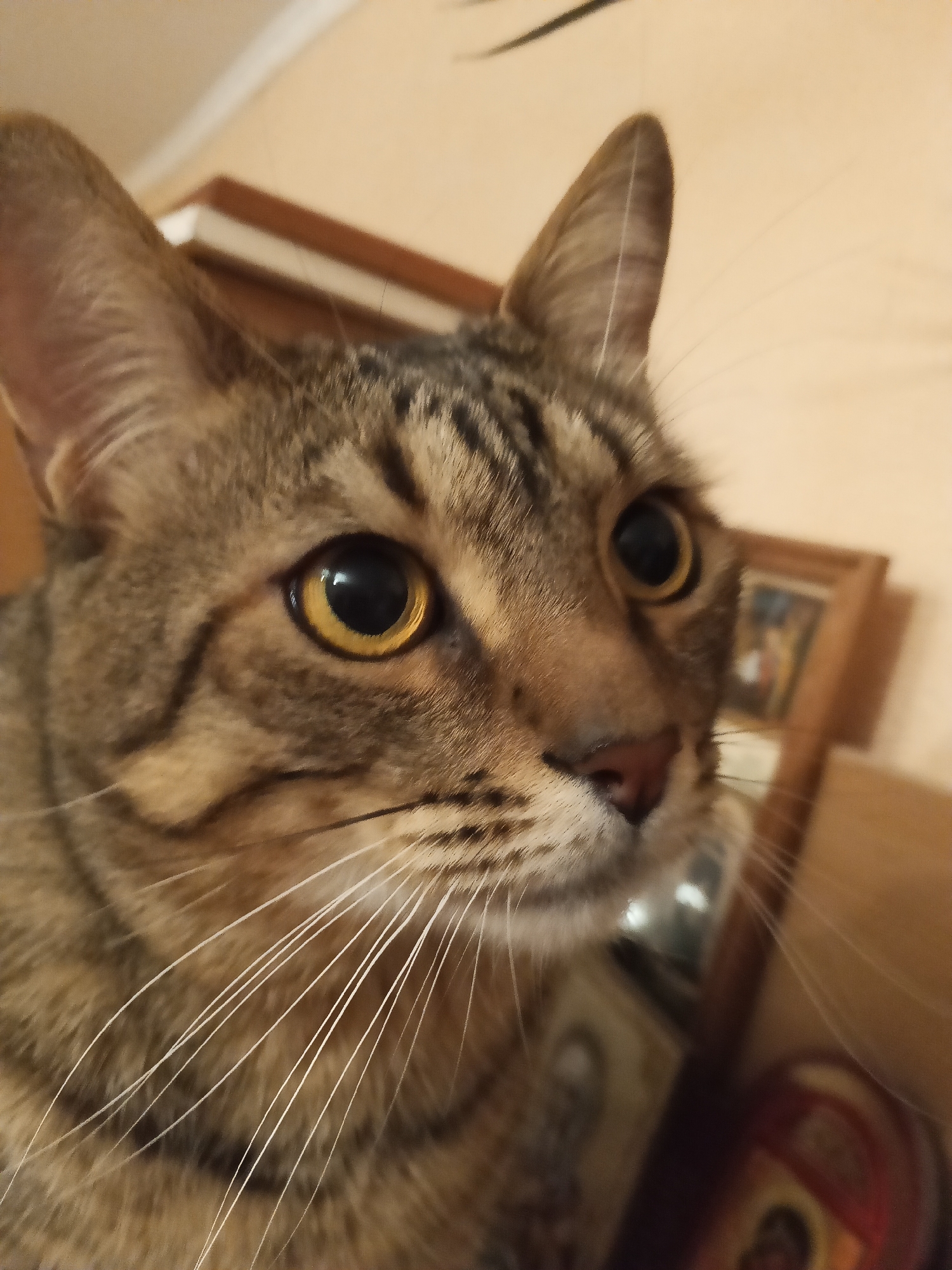 A close-up shot shows a brown tabby cat with golden eyes. The cat's head is angled slightly to the right. Its fur is patterned with dark stripes. Long, white whiskers extend from either side of its nose. The background is blurry and features hints of furniture and framed pictures. There is no indication of the location being Votkinsk, Russia.