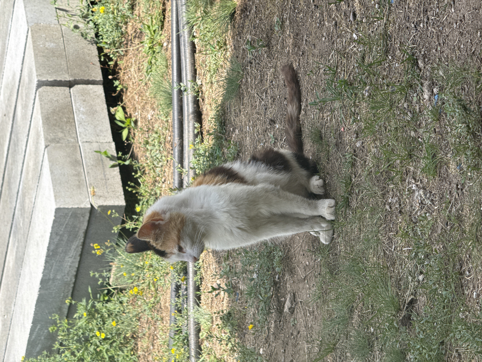 A calico cat sits on the dry, patchy ground in an outdoor area. The cat is predominantly white with patches of orange and brown. It is facing to the left of the frame, with its head turned slightly upwards. The background consists of stacked concrete blocks, overgrown green vegetation with small yellow flowers, and a dark, cylindrical object lying horizontally on the ground. The overall environment suggests a semi-urban or rural setting. The location is identified as Seleznivka, Ukraine.