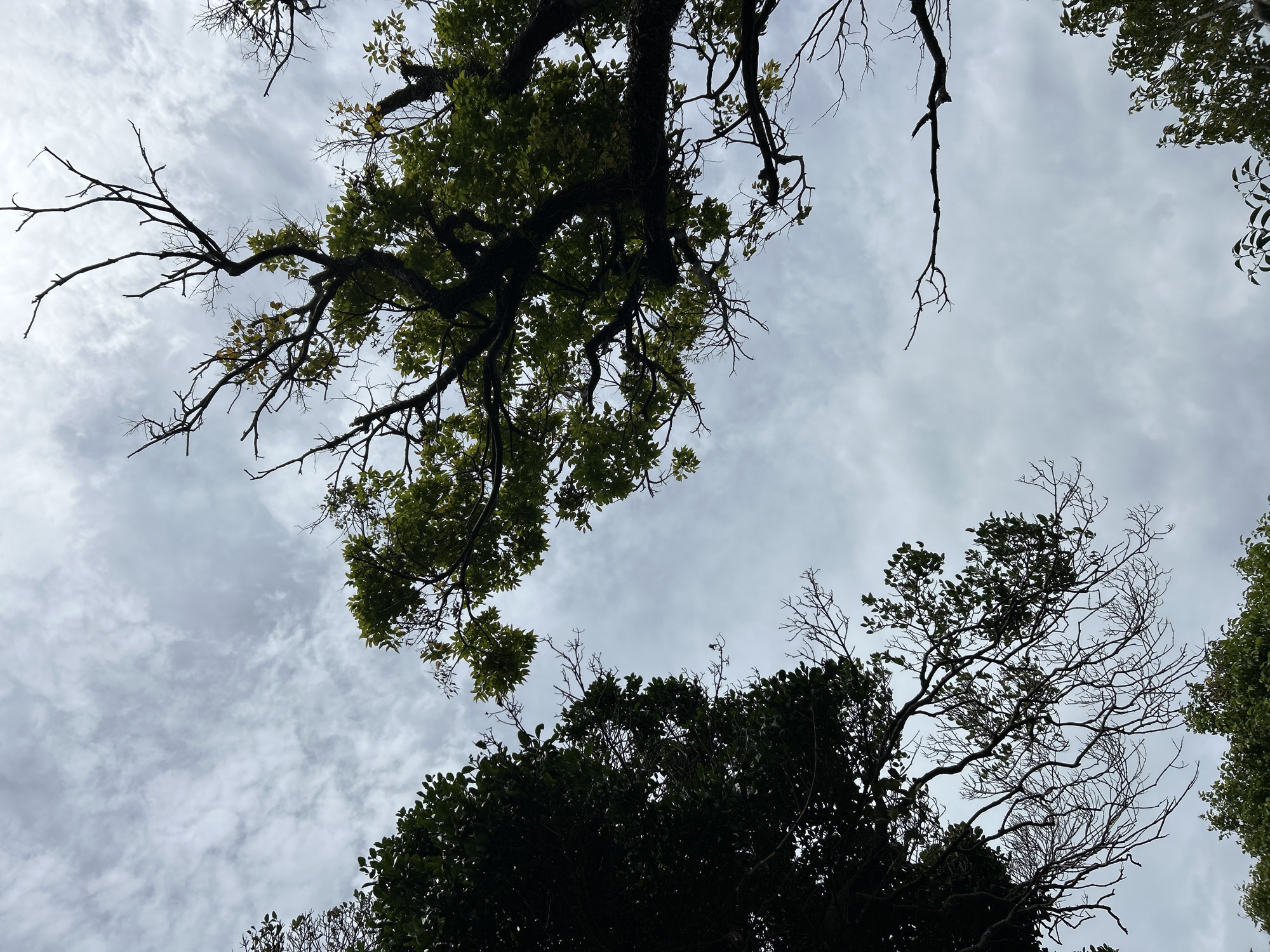 This is a low-angle, full shot of trees against a cloudy sky in Tambon Krasom, Thailand. The sky is overcast with light gray clouds. Several trees with dark branches are visible. On the left, there is a dense canopy of dark green leaves. To the right, a tree with sparse green leaves and many bare branches reaches upwards. Another tree with more substantial green foliage is visible in the lower right corner. The composition frames the sky with the tree branches.