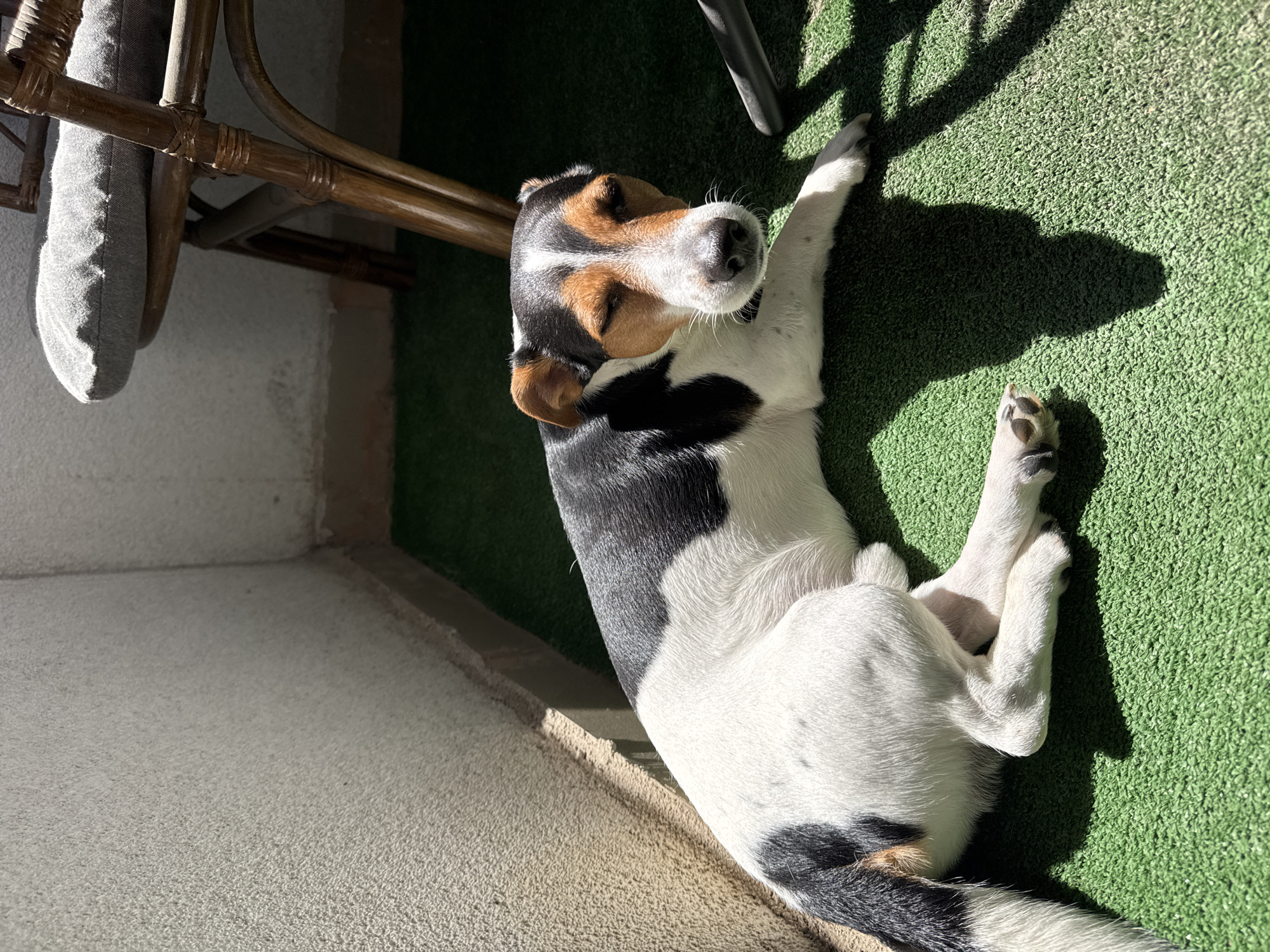 A tri-color Jack Russell Terrier dog is lying on its back on artificial green turf, partially in the sun, with its head near a wooden chair with a gray cushion. The dog's body is mostly white with black spots, its head is tan, black, and white. The foreground features a textured concrete floor. The photo was taken in Sofia, Bulgaria.