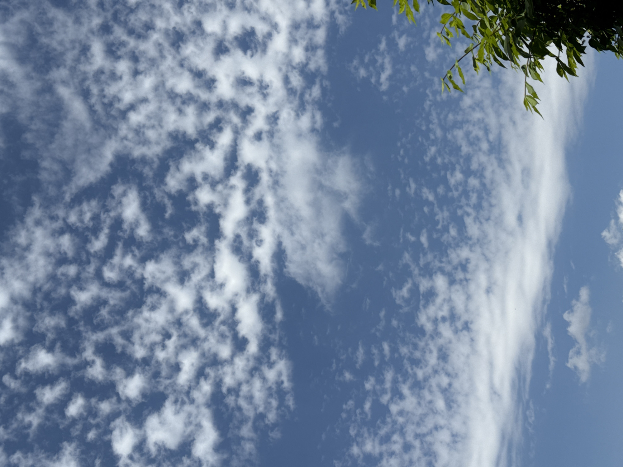 The media file captures an outdoor scene dominated by a clear blue sky filled with various cloud formations. The majority of the sky is adorned with scattered, small, white, fluffy clouds, resembling an altocumulus or cirrocumulus pattern, particularly dense on the left side of the frame. Towards the right, these clouds transition into more elongated, wispy white streaks, with larger patches of clear blue sky visible between the formations.
In the top right corner of the image, a cluster of vibrant green leaves from a tree branch extends into the frame, partially obscuring the sky. The leaves appear healthy and well-lit by natural sunlight.
The image depicts a bright daytime scene, suggesting fair weather with sunshine. There are no discernible human subjects, animals, man-made objects (apart from the implied tree), or visible text. The overall atmosphere conveyed is one of a serene and natural sky view, potentially in Columbus, United States of America.