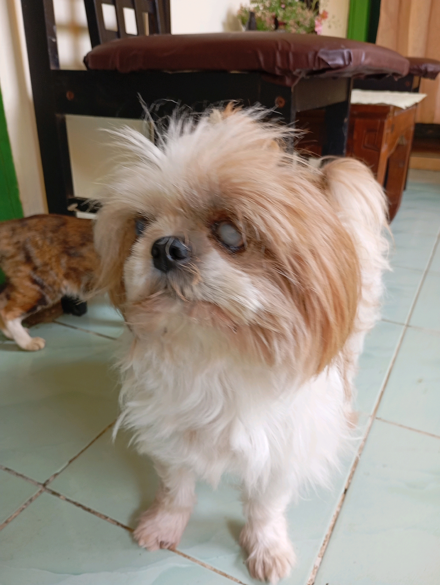 A light-brown and white Shih Tzu dog stands on a light-green tiled floor. The dog has its fur covering its eyes and its nose is black. Behind the dog, a brown and orange tabby cat walks away from the camera. In the background, there is a wooden chair with a dark brown upholstered seat. A small wooden table with a dark brown top is visible to the right of the chair, and a potted plant with pink flowers sits on a surface behind the table. The setting appears to be indoors, possibly in Balikpapan, Indonesia, as indicated by the specific tiling and furniture style.