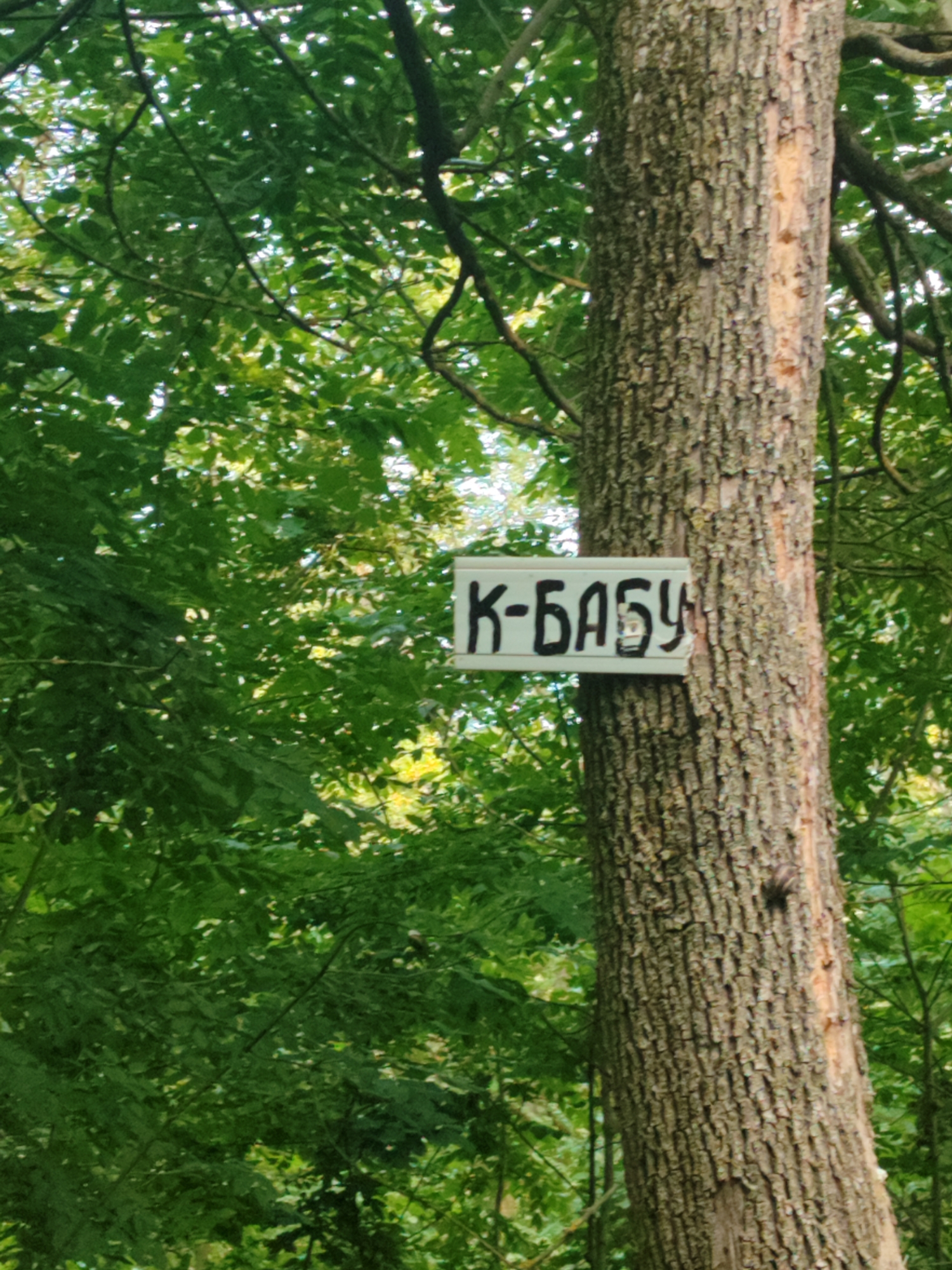 A sign with black Cyrillic lettering is affixed to the trunk of a tree in a wooded area. The sign reads "К-БАБУ". The tree has rough, textured bark. The background is filled with lush green foliage and dappled sunlight. The scene appears to be in a natural outdoor environment.