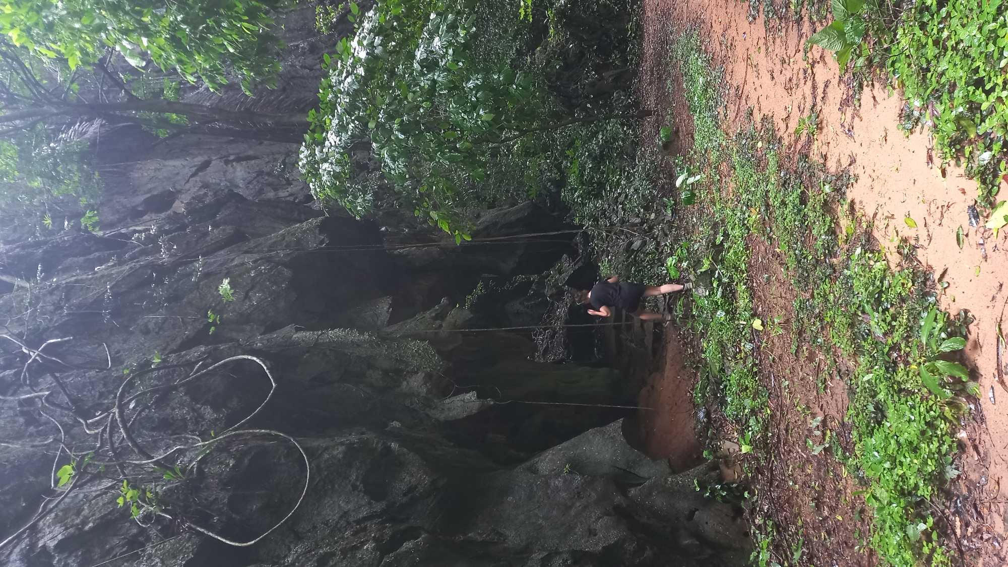 The image depicts a rocky cliff face covered in vegetation, with a trail and a person in the foreground.
**Setting:** The location appears to be a natural area in or near Ban Pak Ra, Thailand, judging by the terrain and vegetation. The scene features a rock cliff covered in green plants and vines, suggesting a tropical or subtropical environment. There is a narrow dirt trail along the right edge of the image.
**People:** A single individual is visible standing on the trail. They are wearing a dark-colored top and shorts, with shoes.
**Objects:** There are ropes or vines hanging down the cliff face.
**Actions/Interactions:** The person is standing on the trail, possibly observing the cliff face.
**Environment:** The scene is lush and green. The rock face is moist, indicating recent rain or humidity.