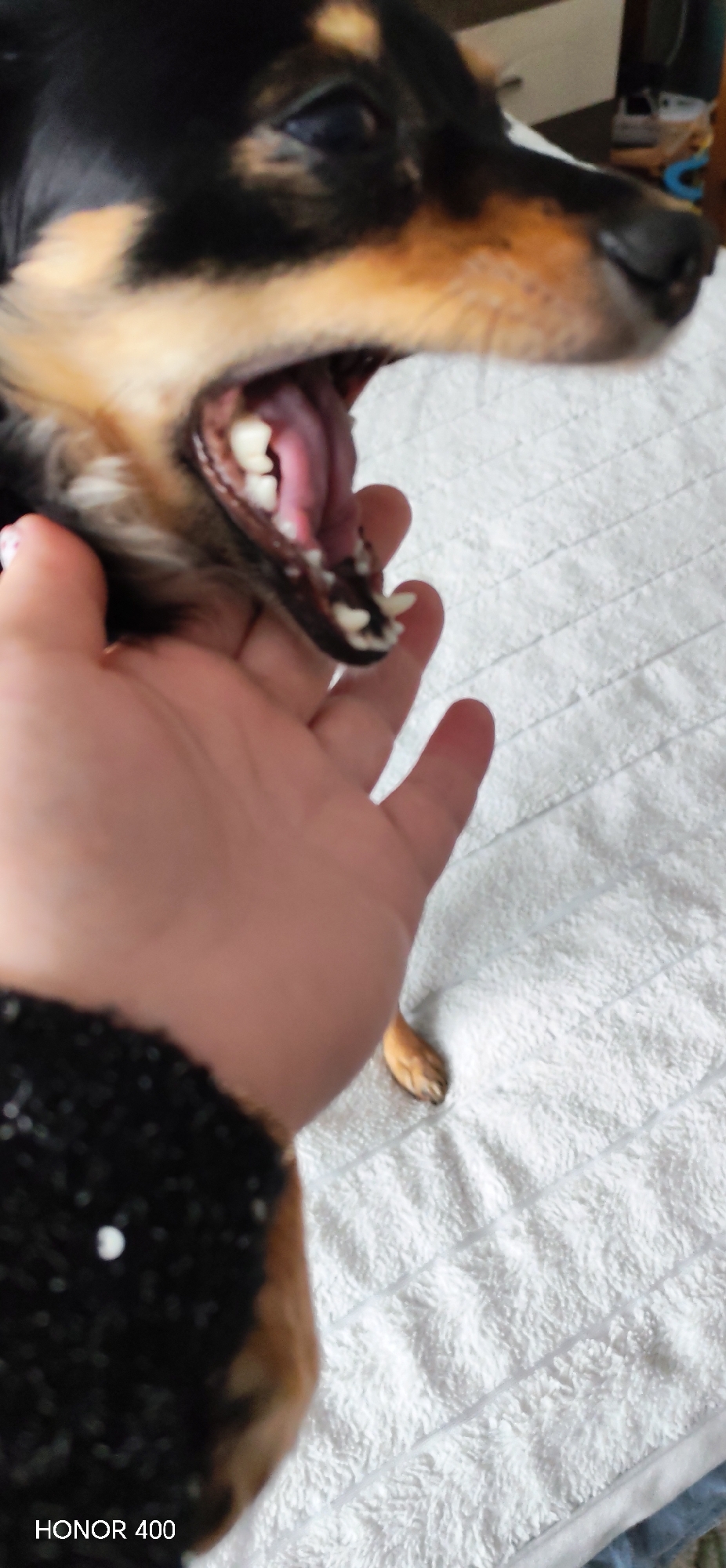 A close-up, slightly blurry, indoor photograph shows a black and tan dog with its mouth wide open. A person's hand is positioned under the dog's lower jaw. The dog's tongue is visible, as are its teeth. The dog's fur is short and shiny. A small portion of a paw rests on a white, textured surface resembling a blanket or towel. A sleeve with a dark, textured pattern is visible on the left side of the image. The location, Noviy, Russia, is not discernible from the image. The lower left corner of the photo has the text "HONOR 400."