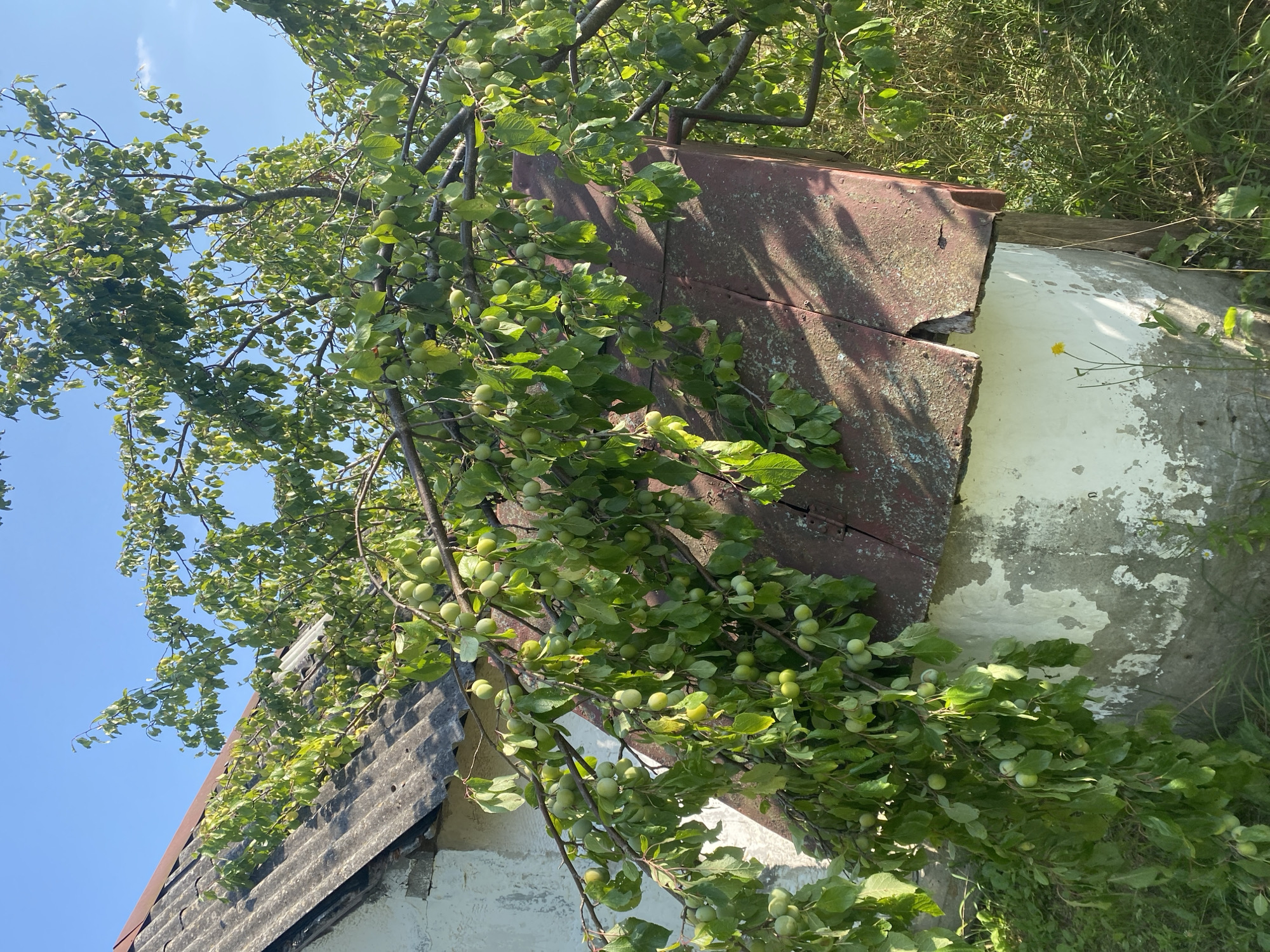 The image shows an overgrown fruit tree with unripe green fruits hanging low over a white, weathered outbuilding. The outbuilding has a rusty metal roof with some damage. The tree branches are laden with fruit and leaves, some of which are touching or resting on the roof of the structure. The background is a clear blue sky and green vegetation. The setting appears to be rural. This scene is located in the village of Volchynski, Volchynski Sel'ski Sovet, Kamenets District, Brest Region, Belarus.