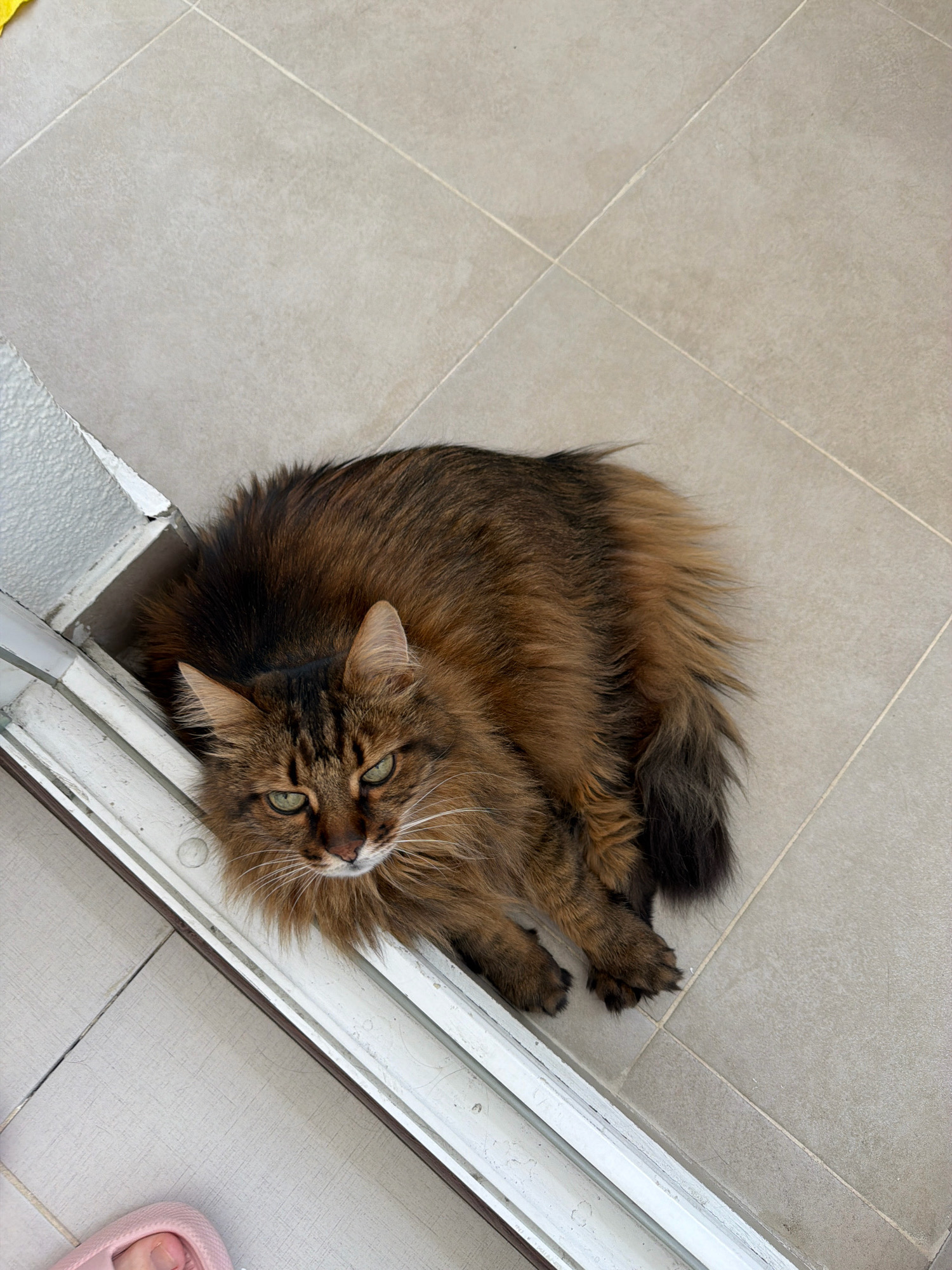 A fluffy, brown tabby cat with green eyes is lying on a tiled floor next to a white door frame. The cat is curled up and looking directly at the camera. The floor tiles are square and light beige, laid in a diamond pattern. A pink slipper is visible in the bottom left corner of the image, suggesting the presence of a person, though no other individuals are depicted. The environment appears to be indoors, possibly a home or apartment, in Kyiv, Ukraine.