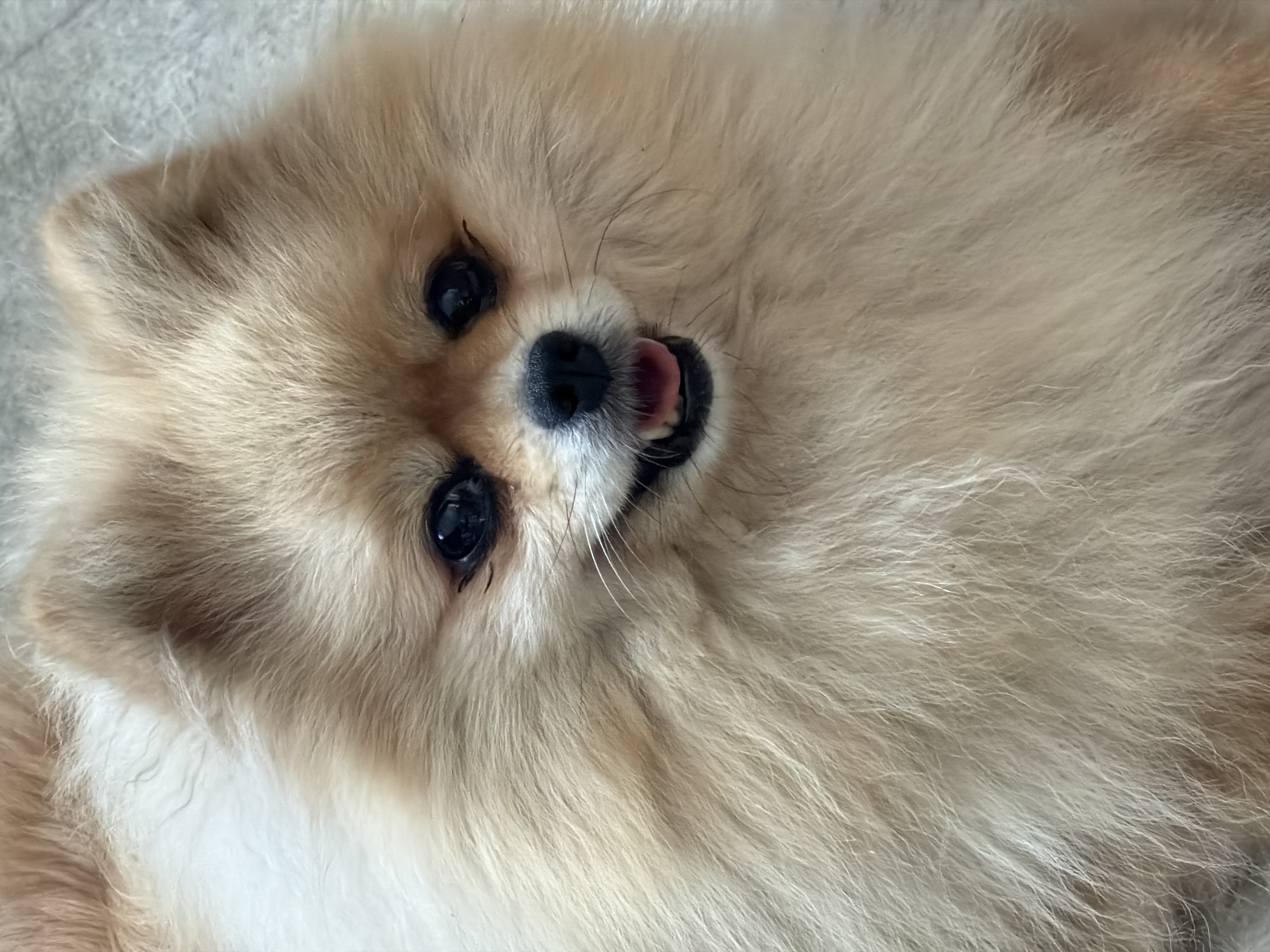 A close-up, head-on, eye-level, medium shot shows a light brown Pomeranian dog. The dog has dark, round eyes, a black nose, and its mouth is slightly open, revealing its pink tongue and teeth. Its fur is fluffy and appears well-groomed. The background is a neutral, textured surface that is out of focus. The dog is the sole subject of the image. The image does not contain any elements that would suggest a location in Dobratycze, Poland.