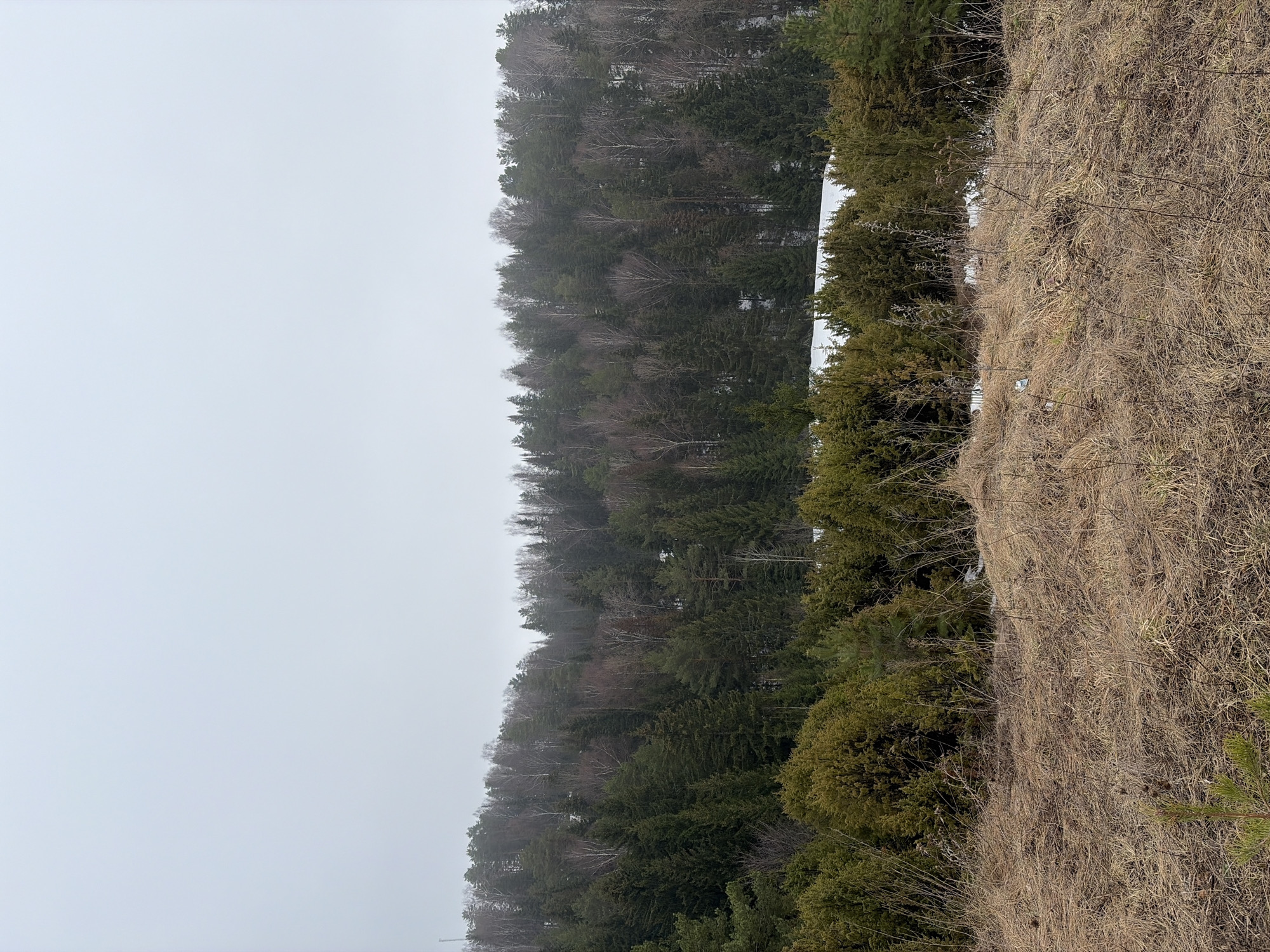 The image depicts a landscape in Ольховка, Russia, on an overcast day. The scene is divided into three distinct sections. On the left, a gray, hazy sky dominates. Adjacent to the sky, a dense forest composed of both deciduous and coniferous trees stretches into the distance. Patches of snow are visible among the trees. To the right, a steep bank covered in dry, brown vegetation slopes towards the foreground.