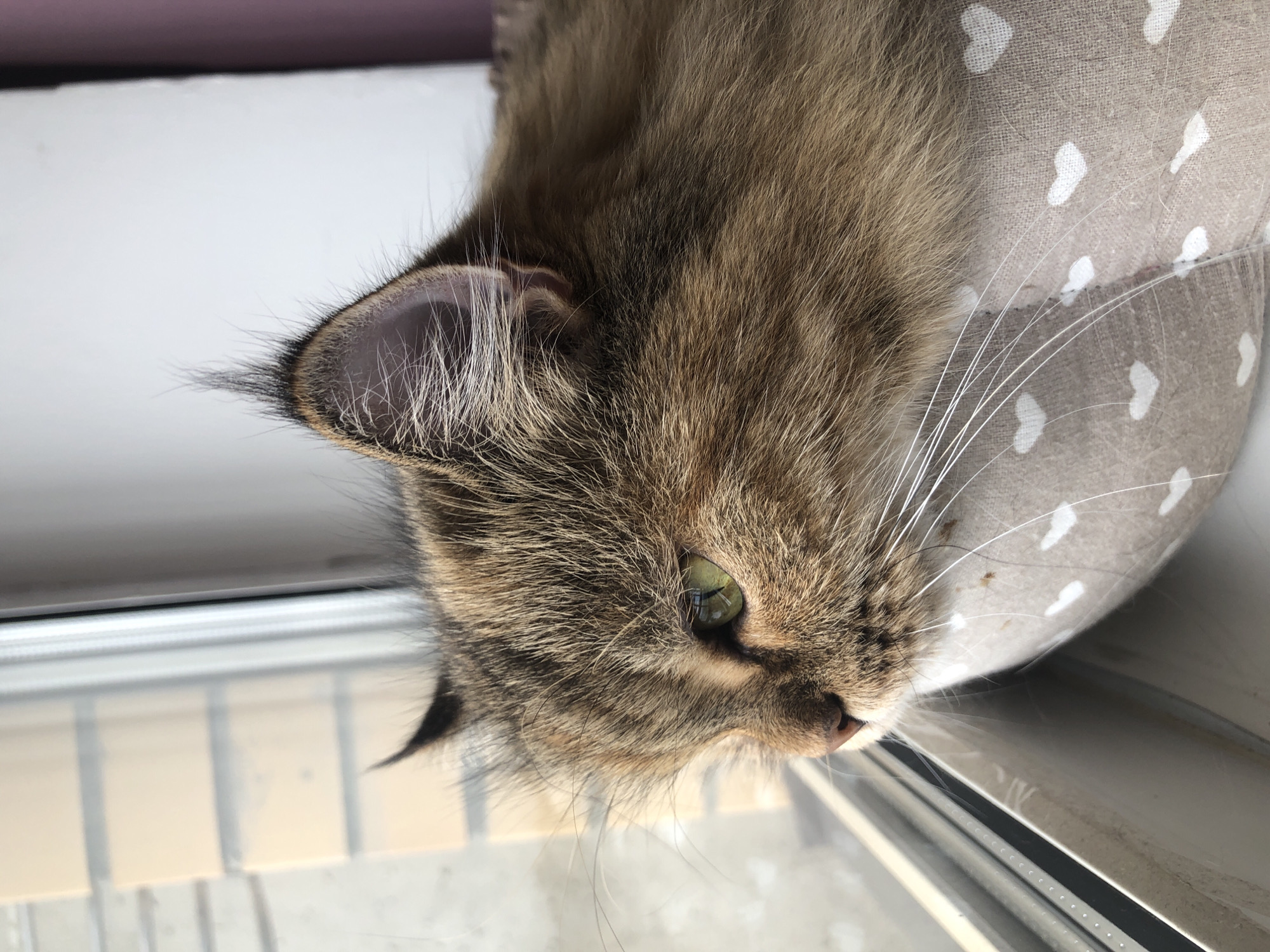 A close-up, profile shot captures a fluffy, brown tabby cat with green eyes looking out a window. The cat is resting on a fabric surface patterned with small white hearts. The background is blurred, with hints of a brick wall and white surfaces visible through the window. The overall lighting suggests it is daytime. The scene is set in an indoor environment, likely a home, with no specific city or location details provided beyond "Unknown, Unknown."
