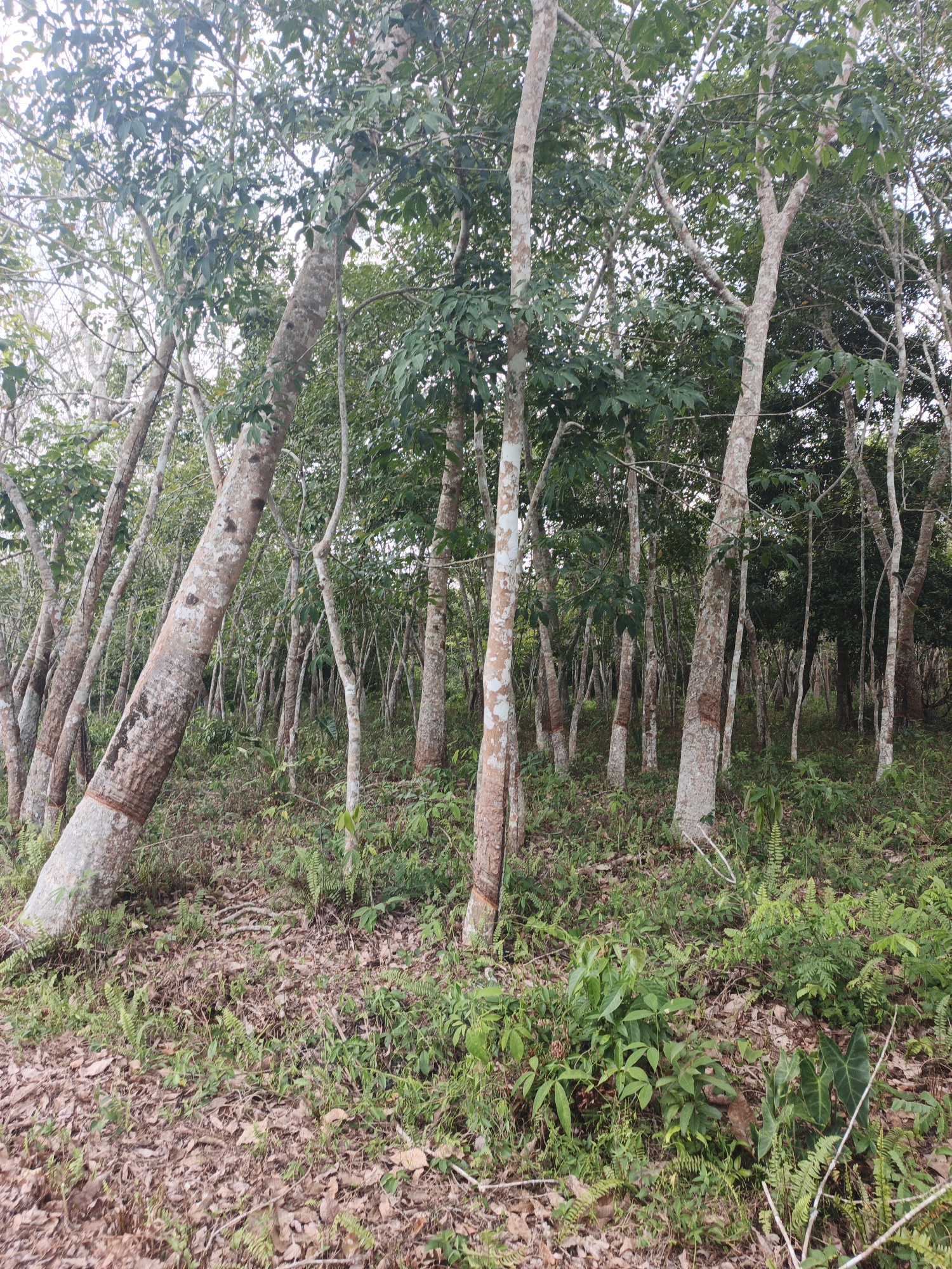 The image depicts a rubber plantation in Resam Lapis, Indonesia. The scene is characterized by a dense cluster of rubber trees, identified by their pale, mottled bark, with some showing the characteristic white bands of latex extraction. The trees are of varying heights and ages, creating a layered effect in the forest canopy. The ground is covered with a thick carpet of fallen leaves and dry debris, interspersed with patches of lush green undergrowth, including ferns and small leafy plants. The overall impression is one of a natural, cultivated environment, typical of agricultural areas in tropical regions. The lighting suggests it is daytime, with diffused sunlight filtering through the leaves, creating a somewhat muted and naturalistic color palette. There are no people or animals visible in the frame.