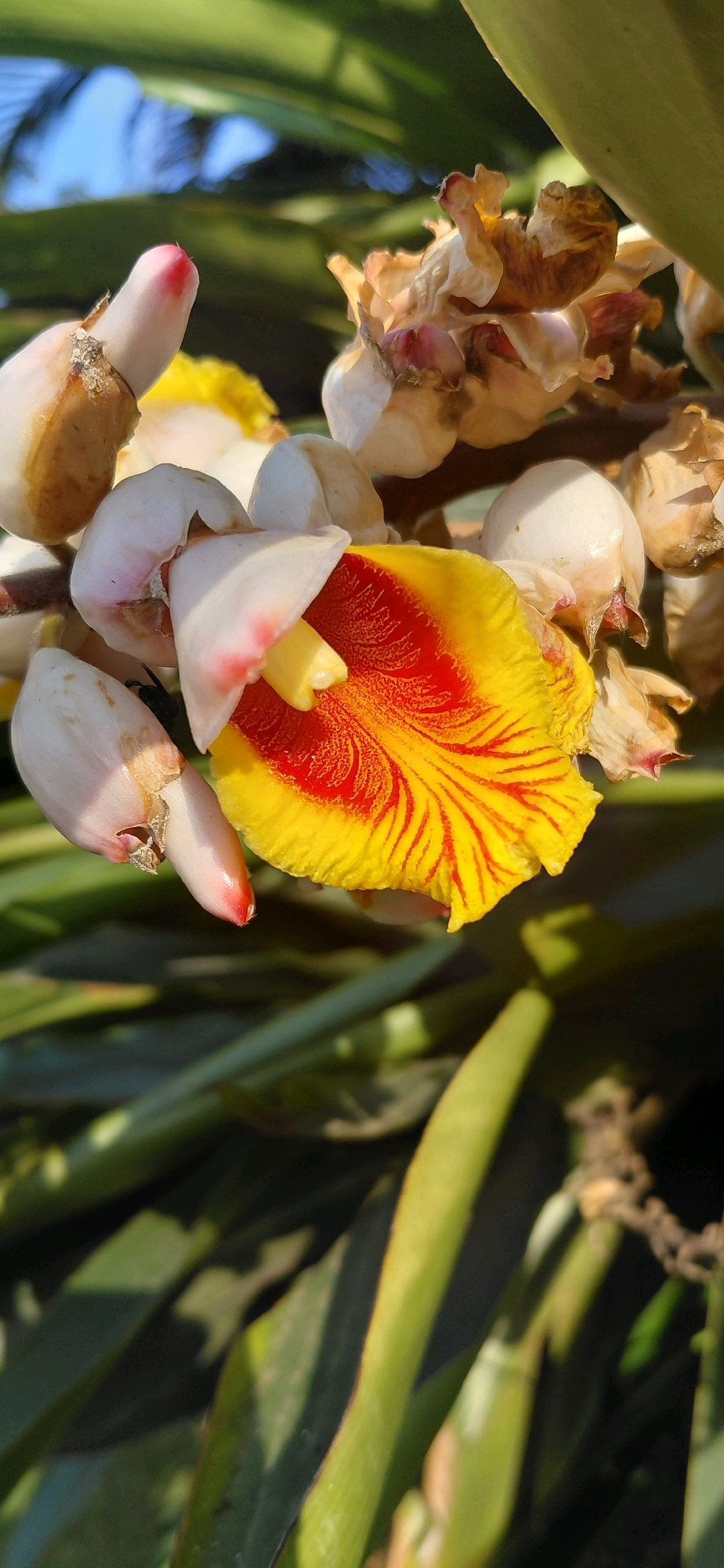 A close-up, vertical shot captures a vibrant ginger flower in Presidente Franco, Paraguay. The flower is the focal point, displaying a striking combination of bright yellow petals streaked with red and a creamy white base. Several unopened buds, also white with pink tips, surround the blooming flower. The background consists of blurred green foliage and hints of a blue sky, suggesting an outdoor setting. The lighting indicates it is daytime, with sunlight casting shadows. The overall scene is natural and botanical.