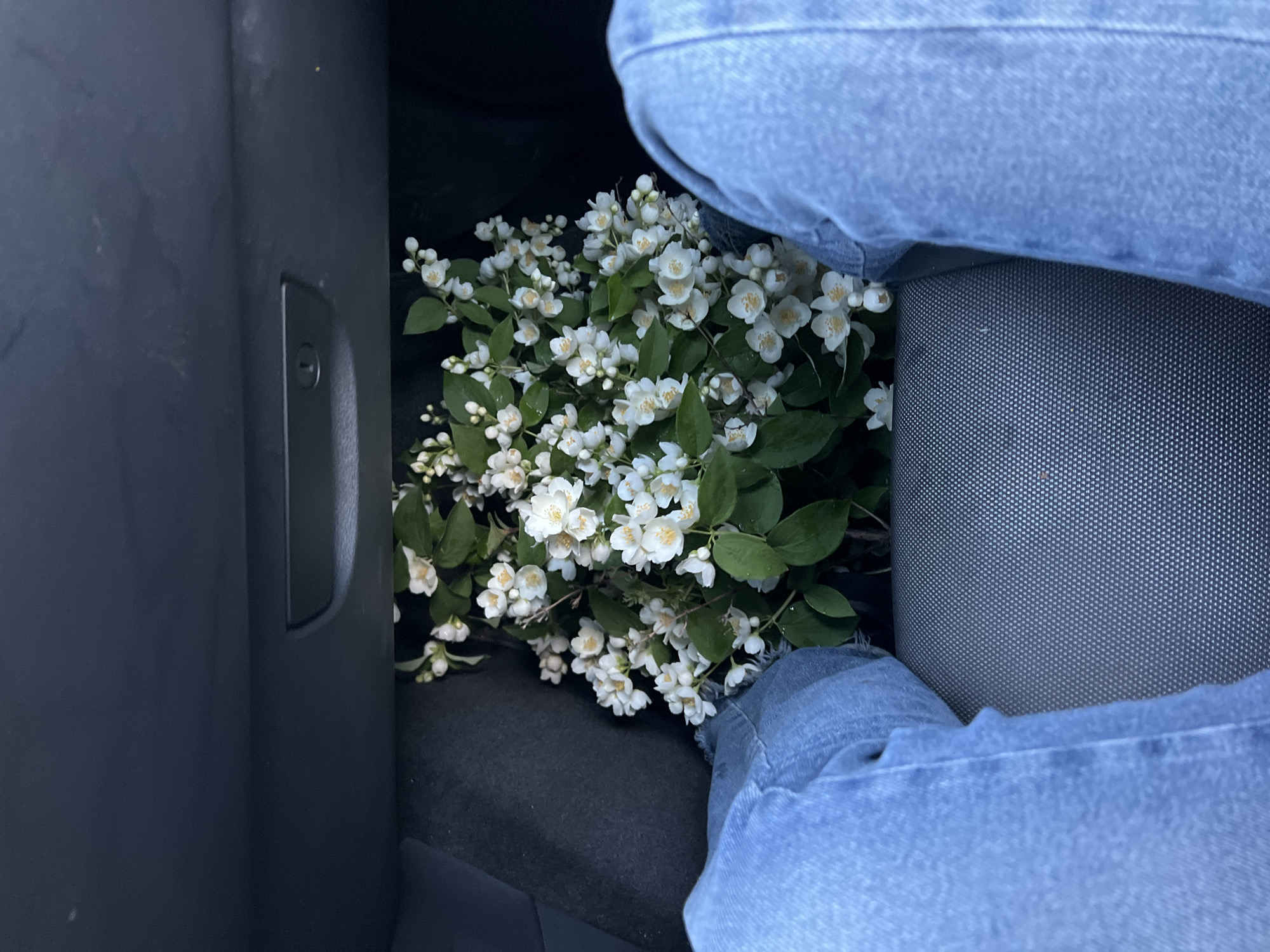 The image displays a close-up view of the interior of a vehicle, likely a car, seen from a slightly elevated perspective. The main subjects are a person's legs, clad in light blue denim jeans, and a generous cluster of white flowers.
The person is seated, with their lower legs visible from just above the knees to the shins. The jeans show light wear and a slightly faded wash. A substantial bouquet or collection of fresh white flowers with vibrant green leaves occupies the car's footwell, appearing to rest on the dark floor between or near the person's feet. These flowers strongly resemble jasmine or mock orange, characterized by their numerous small, delicate white petals and subtle yellowish centers. Many blossoms are fully open, while others are still in bud form, suggesting a recent gathering.
The car's interior features dark gray or black elements. A smooth, dark panel, possibly a door or console panel, is visible on the left side of the frame, featuring a small, recessed rectangular detail that could be a handle or latch. On the right, a textured dark gray surface, indicative of car seat upholstery with a fine dotted pattern, is visible, partially obscured by the person's leg. The overall lighting suggests daytime, though the interior of the car is moderately dim, creating a soft contrast with the bright white flowers. There is no visible text in the image. While the context of Sofia, Bulgaria, is provided, no specific visual cues within the image confirm this location. The activity depicted is the transportation of these flowers by a seated individual in a car.